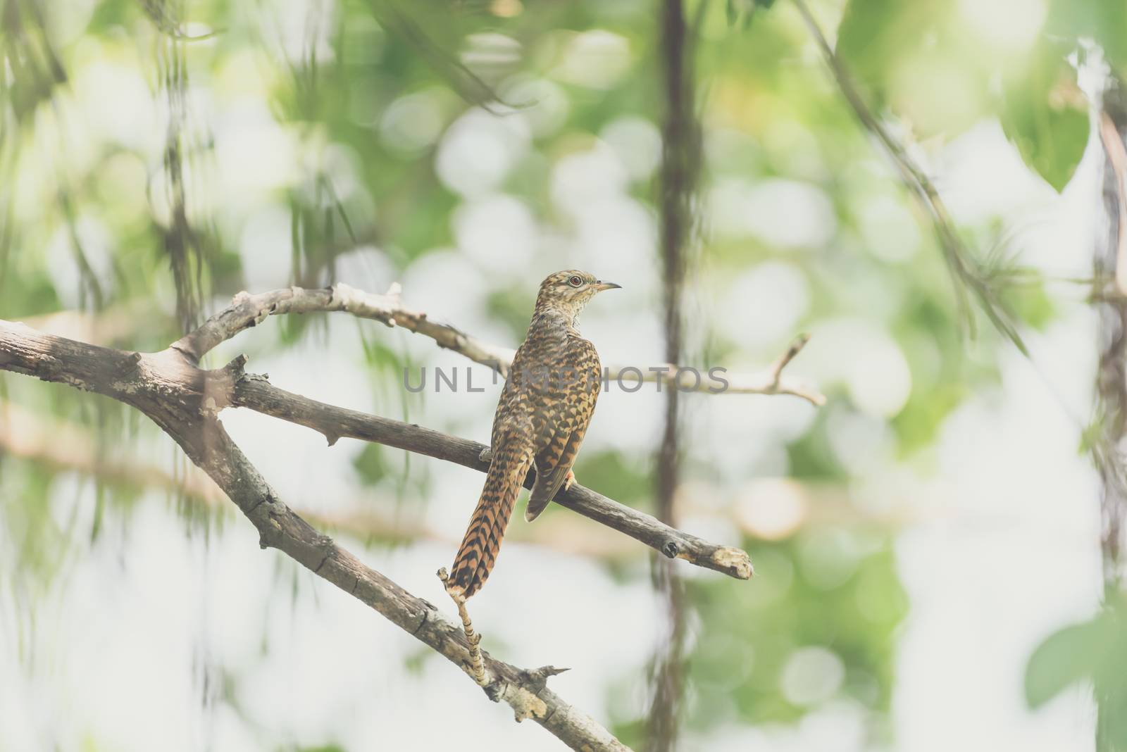 Bird (Plaintive Cuckoo, Cacomantis merulinus) black, yellow, brown and orange color perched on a tree in a nature wild