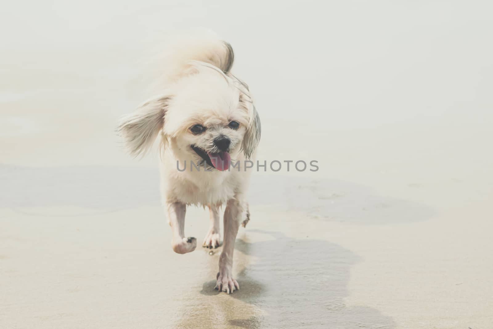 Dog running happy fun on beach when travel at sea by PongMoji