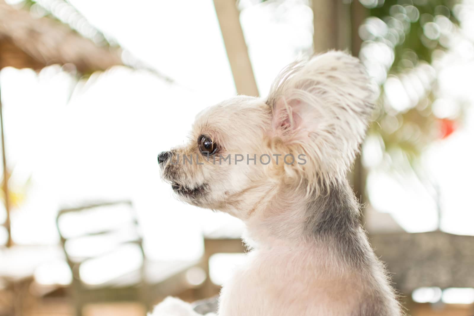 Dog so cute beige color mixed breed with Shih-Tzu, Pomeranian and Poodle on beach chair or beach bed with happy relax when vacation travel at sea with beach