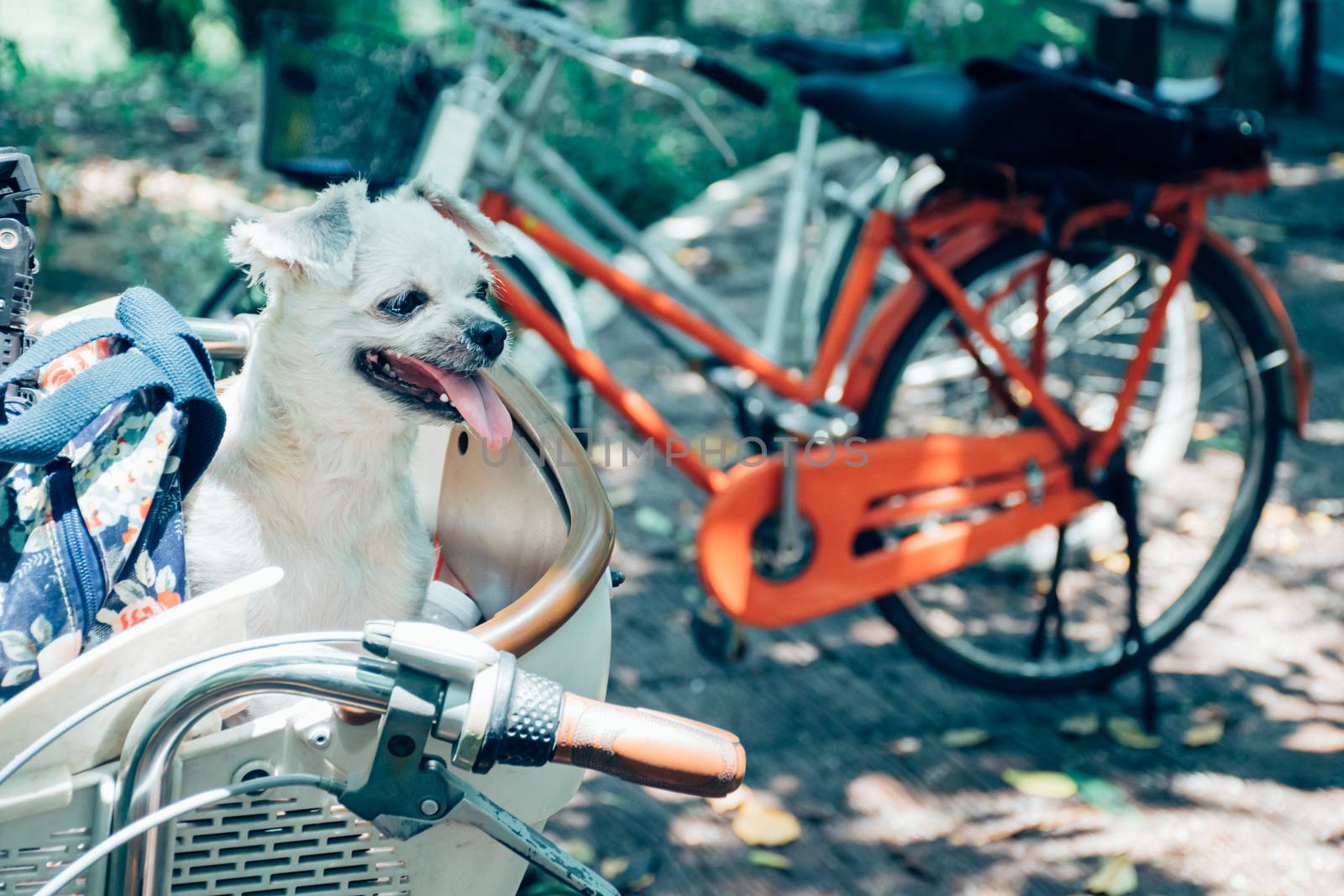 Dog so cute beige color mixed breed with Shih-Tzu, Pomeranian and Poodle on bicycle basket vintage style wait for vacation travel trip