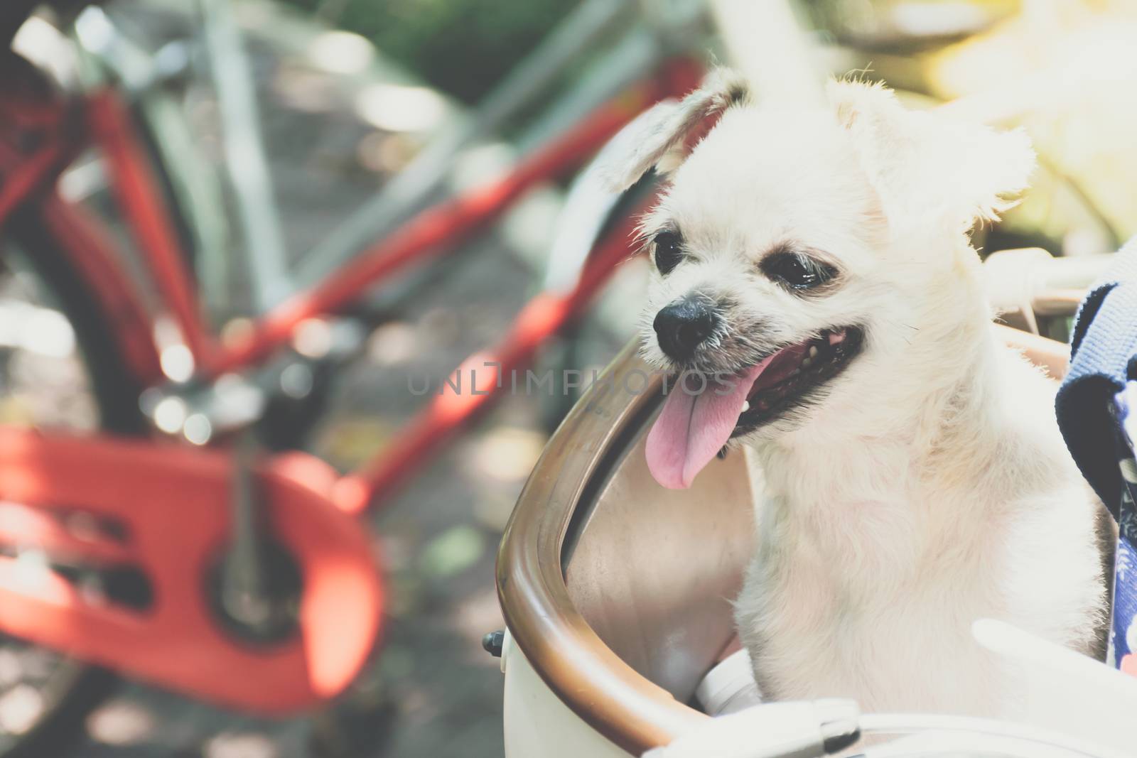 Dog so cute beige color mixed breed with Shih-Tzu, Pomeranian and Poodle on bicycle basket vintage style wait for vacation travel trip