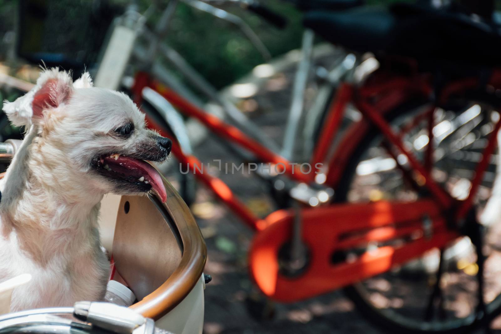 Dog so cute beige color mixed breed with Shih-Tzu, Pomeranian and Poodle on bicycle basket vintage style wait for vacation travel trip