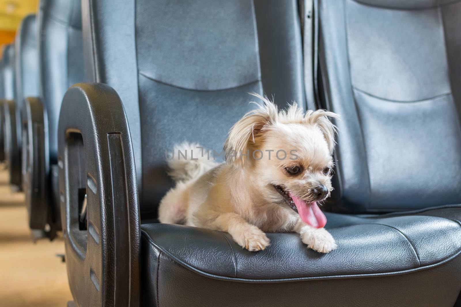 Dog so cute beige color mixed breed with Shih-Tzu, Pomeranian and Poodle on car seat inside a railway train cabin vintage style wait for vacation travel trip