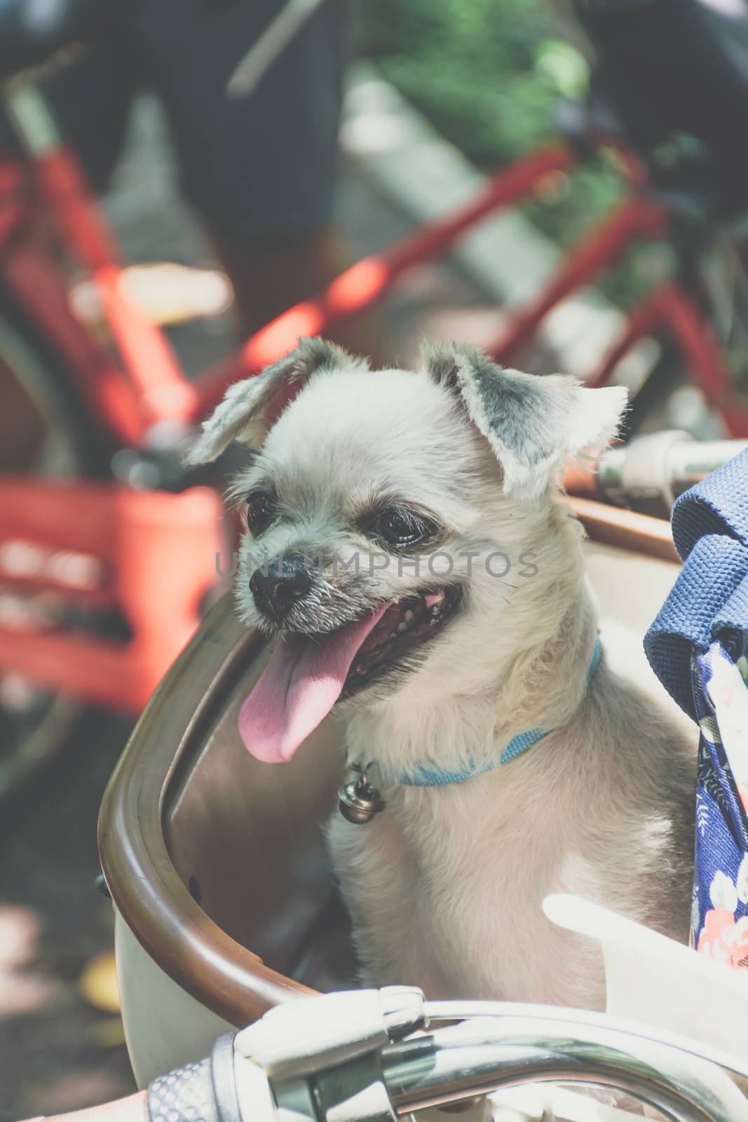 Dog so cute beige color mixed breed with Shih-Tzu, Pomeranian and Poodle on bicycle basket vintage style wait for vacation travel trip