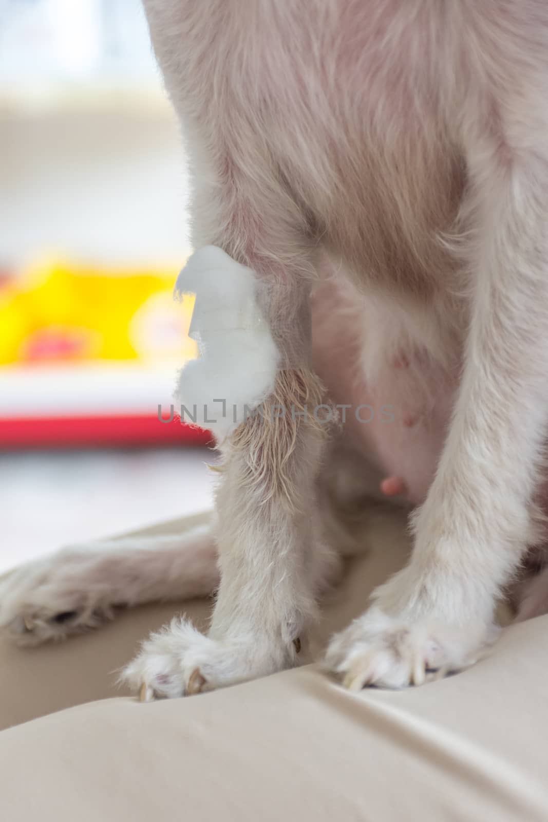 Dog broken leg sore with a bandage making by veterinarian doctor during the examination in veterinary clinic