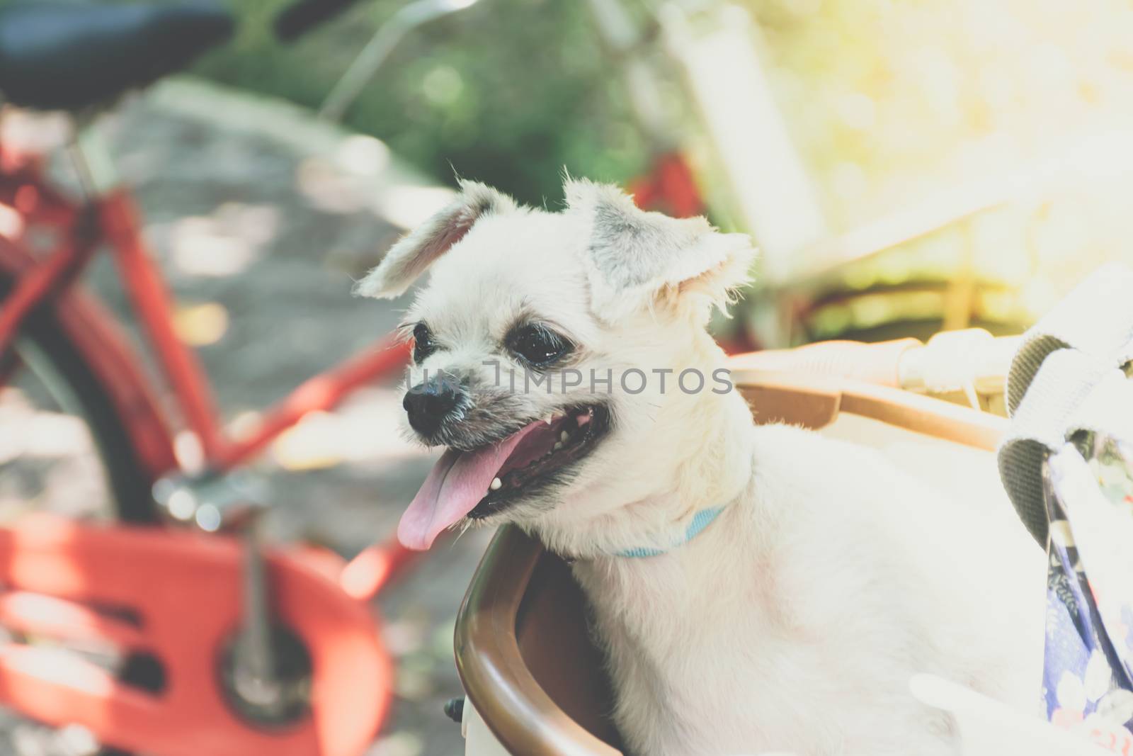 Dog so cute beige color mixed breed with Shih-Tzu, Pomeranian and Poodle on bicycle basket vintage style wait for vacation travel trip