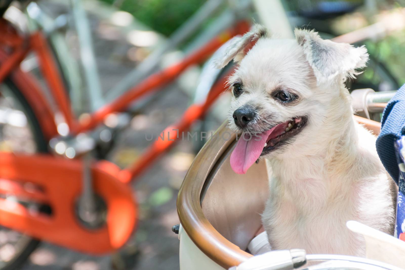 Dog so cute on bicycle basket wait for travel by PongMoji