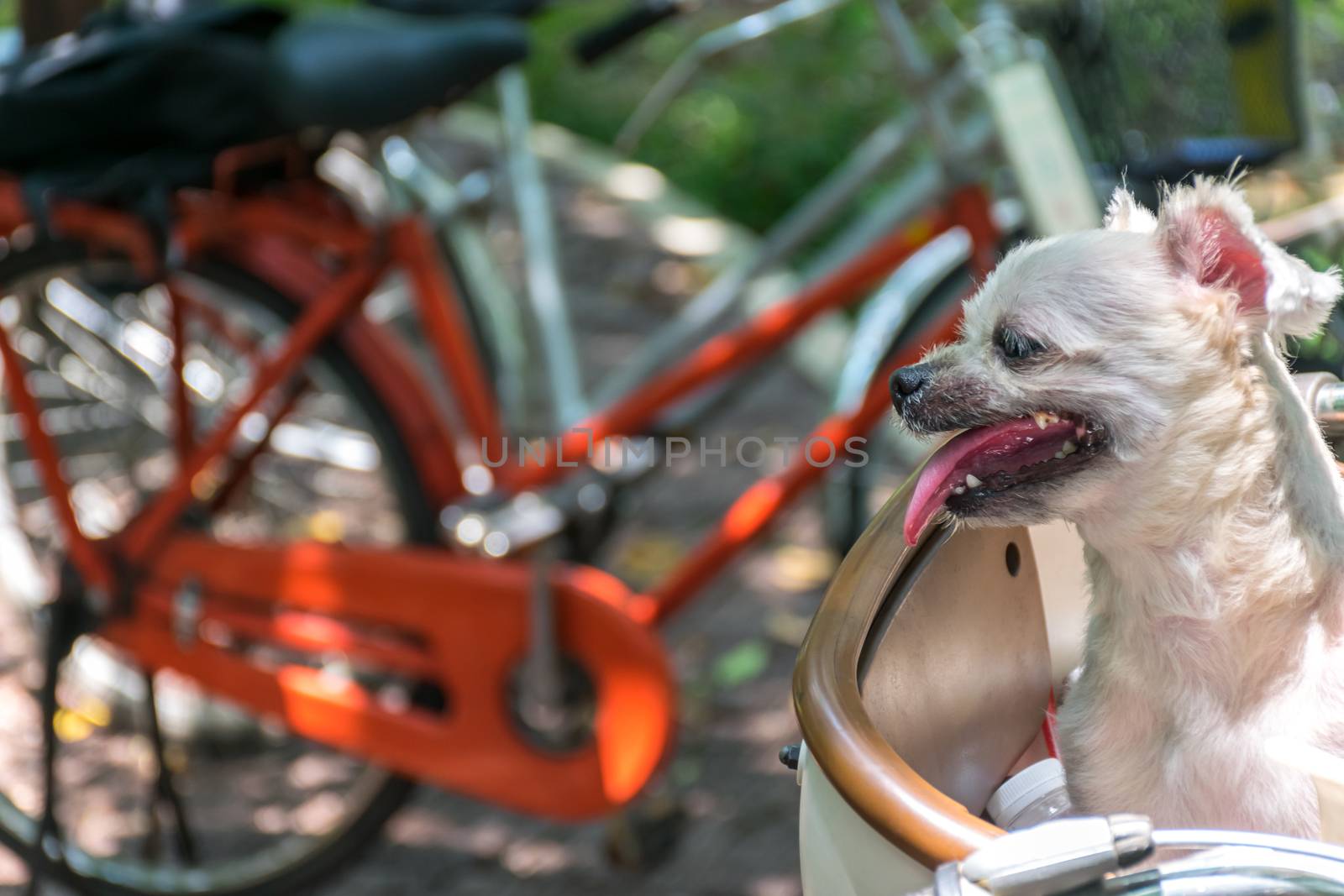 Dog so cute on bicycle basket wait for travel by PongMoji