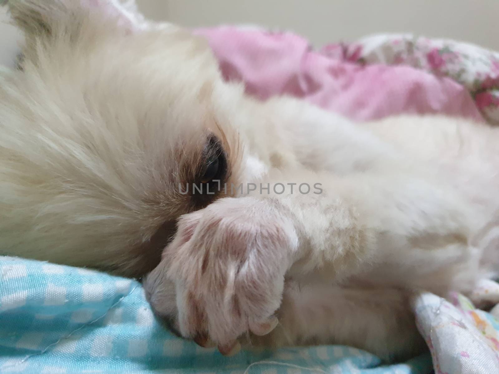 Dog so cute mixed breed with Shih-Tzu, Pomeranian and Poodle sweet sleep for relax on pet dog bed when vacation travel