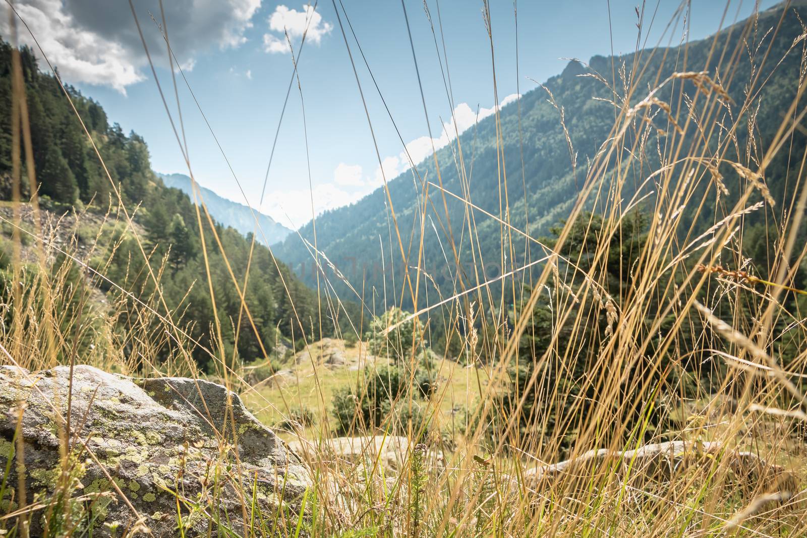 hiking path with trees and vegetation in the Pyrenees mountains by AtlanticEUROSTOXX