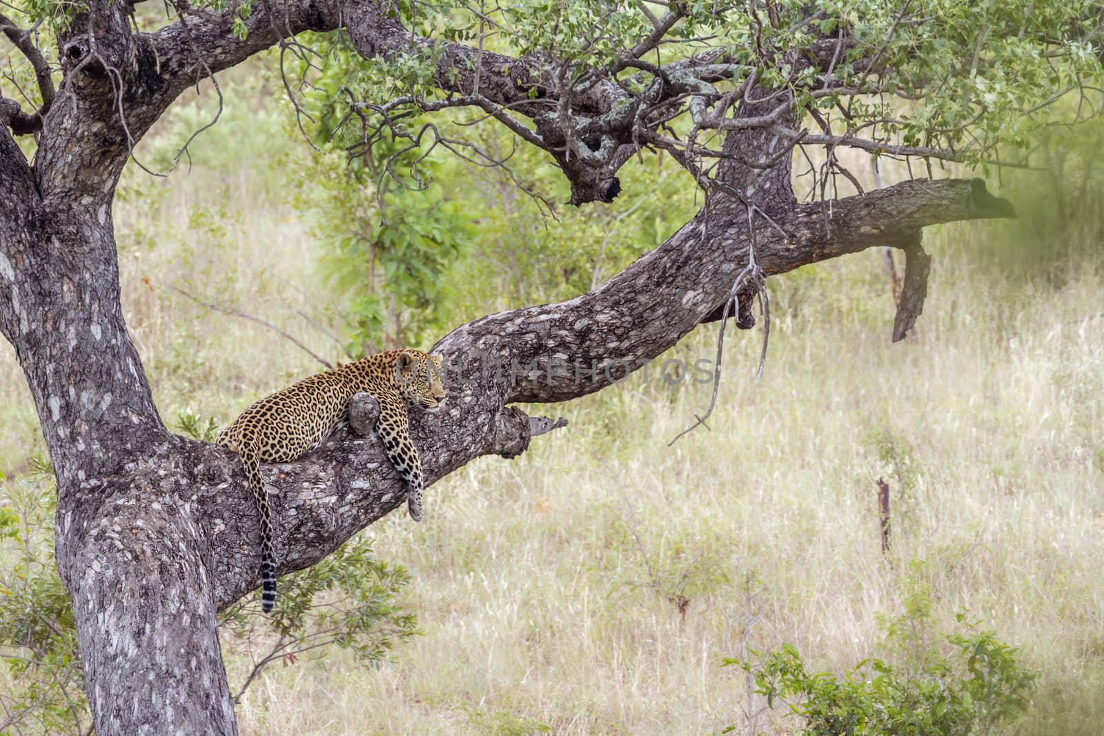 Leopard lying down on a tree in Kruger National park, South Africa ; Specie Panthera pardus family of Felidae