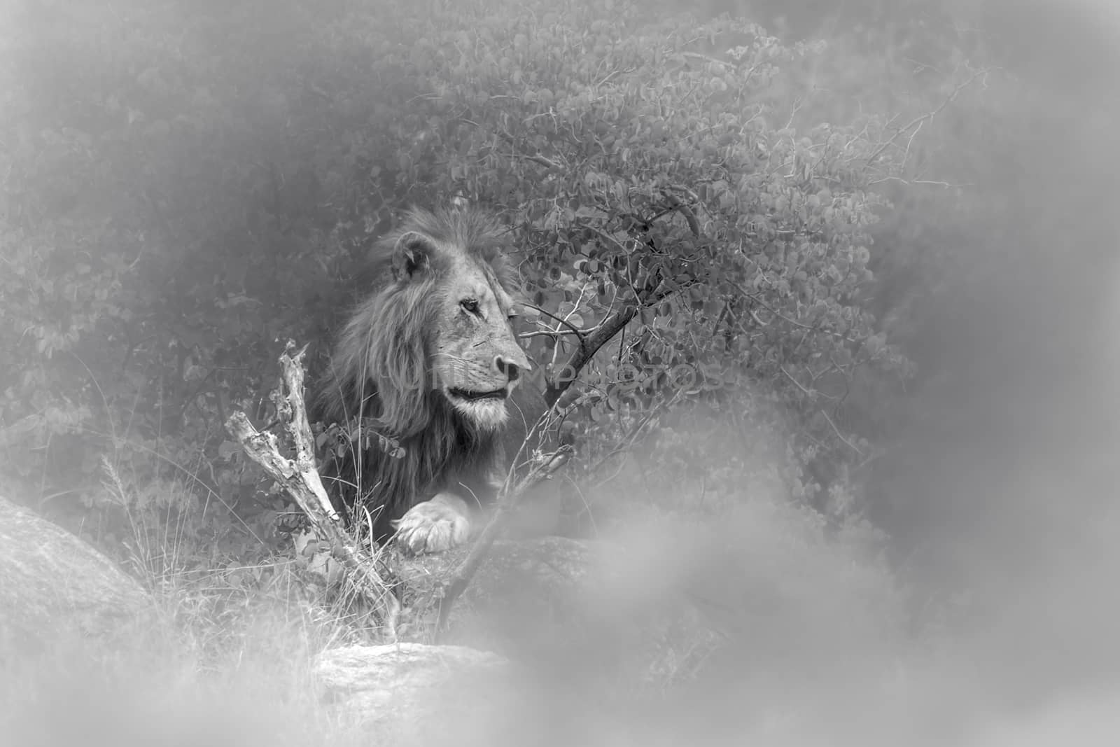 African lion male in Kruger National park, South Africa ; Specie Panthera leo family of Felidae