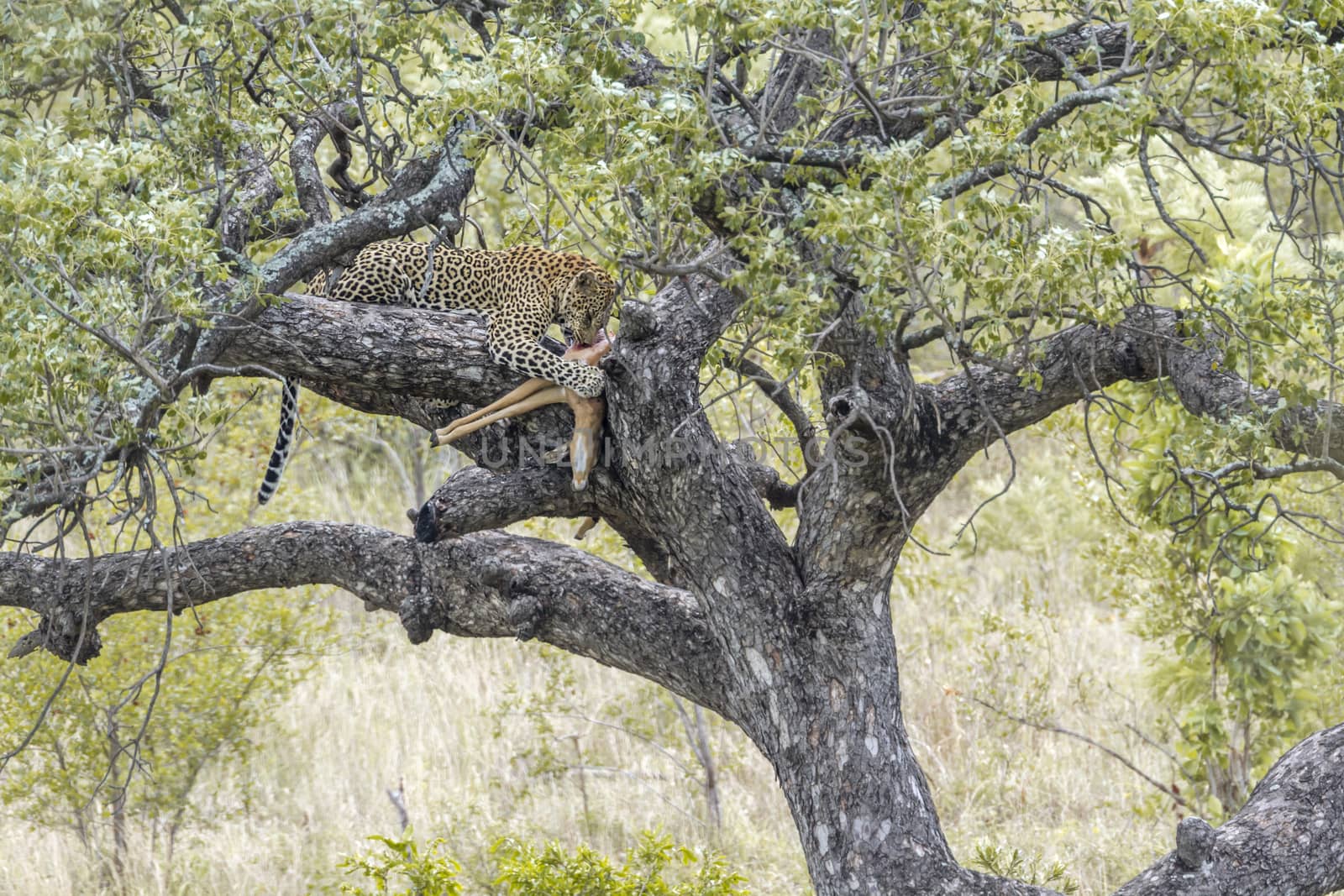 Leopard with kill on a tree in Kruger National park, South Africa ; Specie Panthera pardus family of Felidae