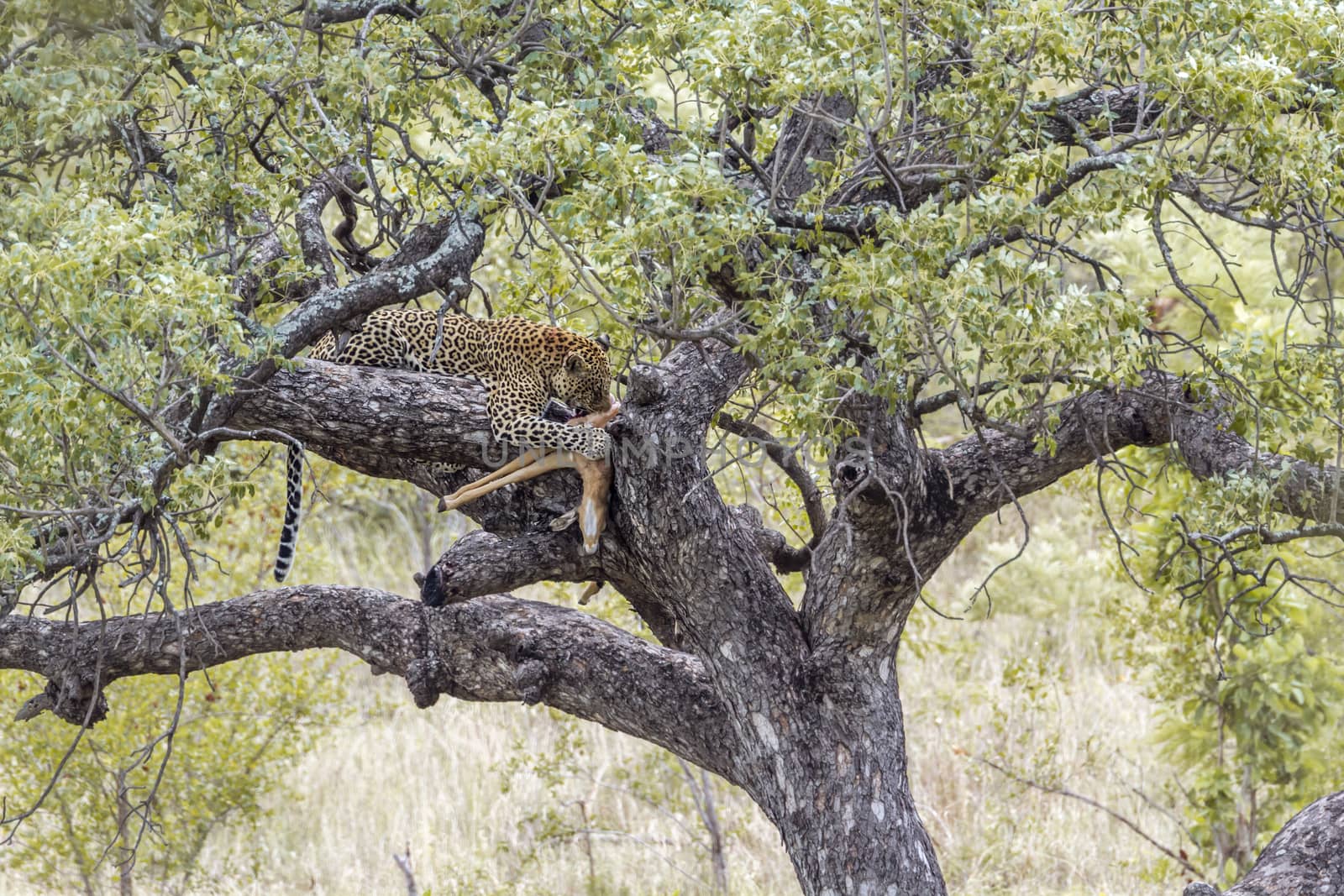 Leopard with kill on a tree in Kruger National park, South Africa ; Specie Panthera pardus family of Felidae