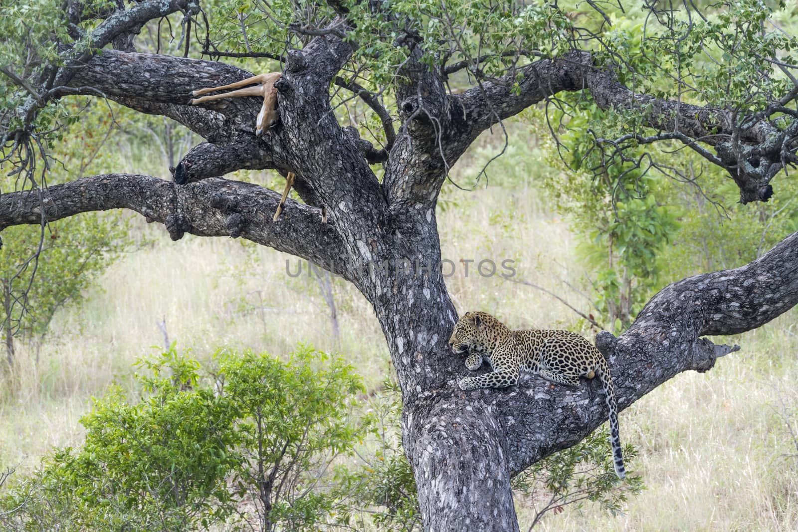 Leopard with kill on a tree in Kruger National park, South Africa ; Specie Panthera pardus family of Felidae