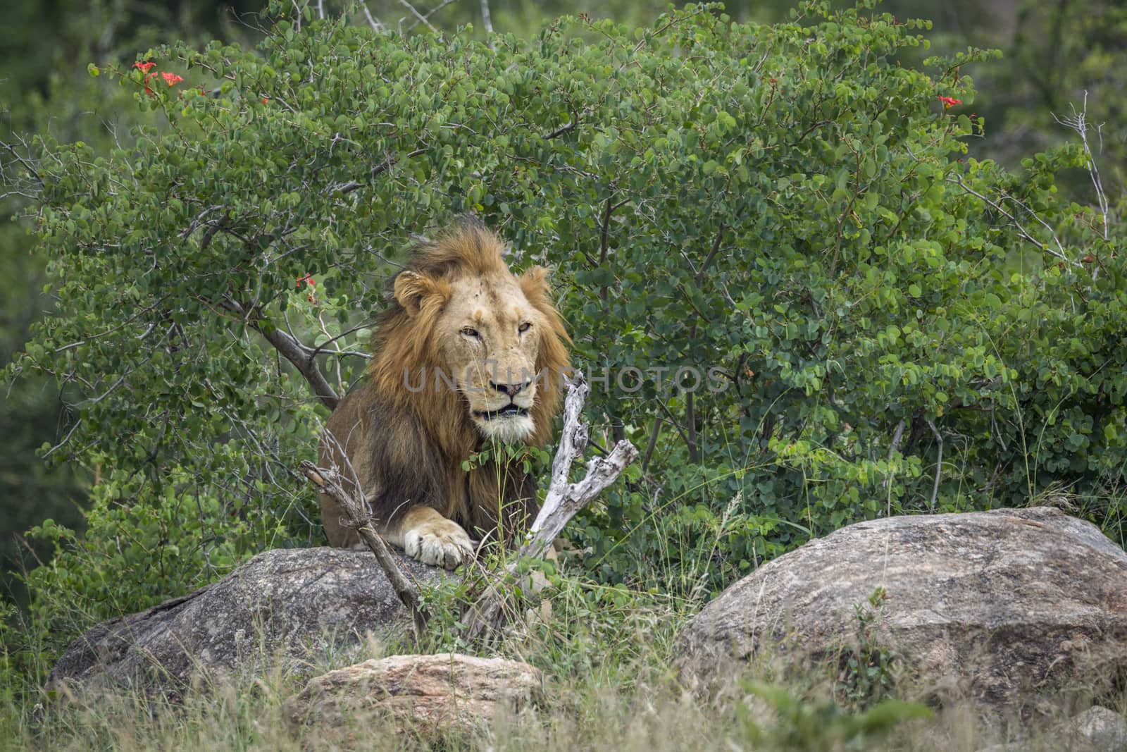 African lion male lying down on rock in Kruger National park, South Africa ; Specie Panthera leo family of Felidae