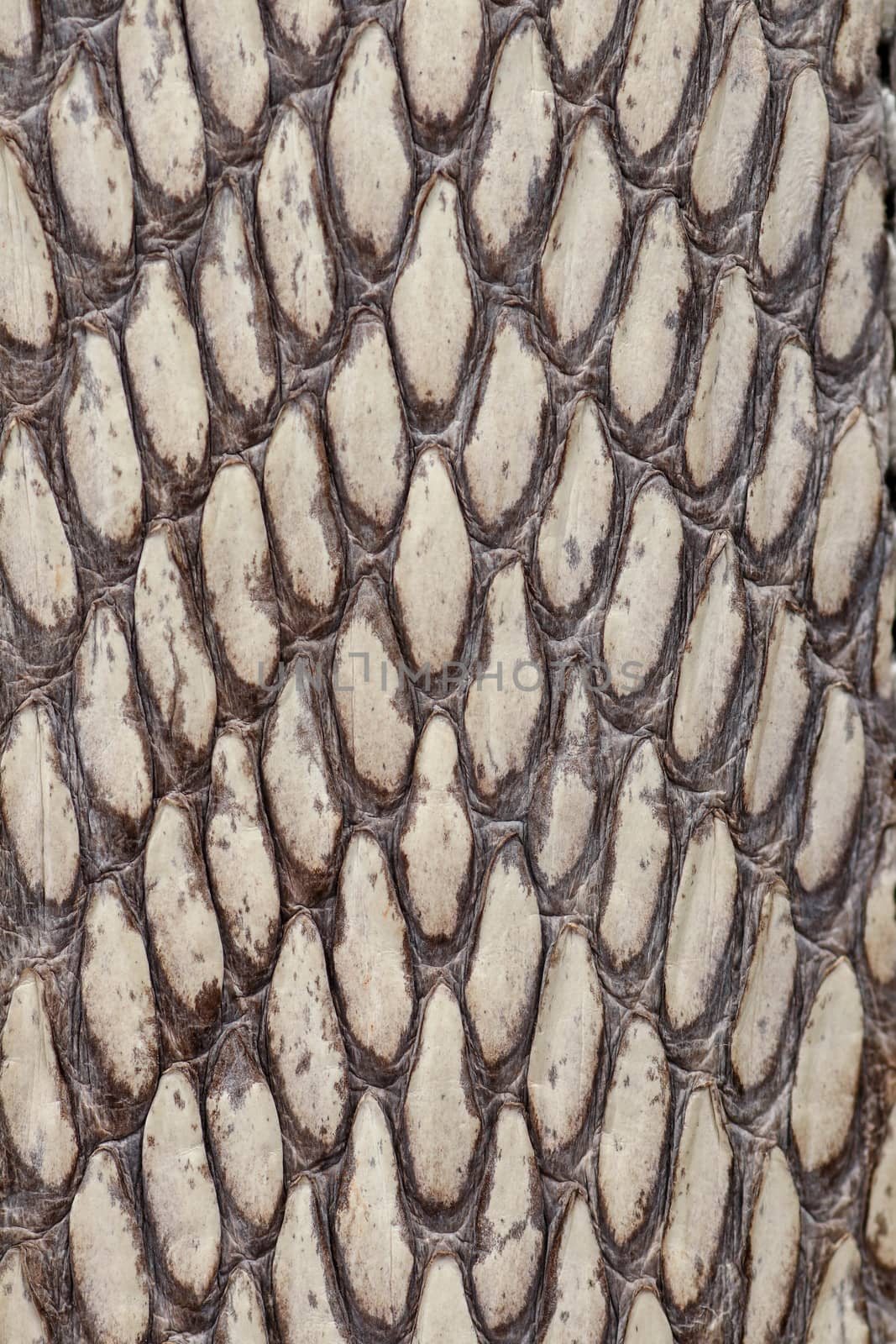 Detail of snake skin belt. A close up of a belt of the most venomous snake King cobra on Bali island in Indonesia. Product from leather workshop. Tanned skin of Ophiophagus hannah. Macrophotography.