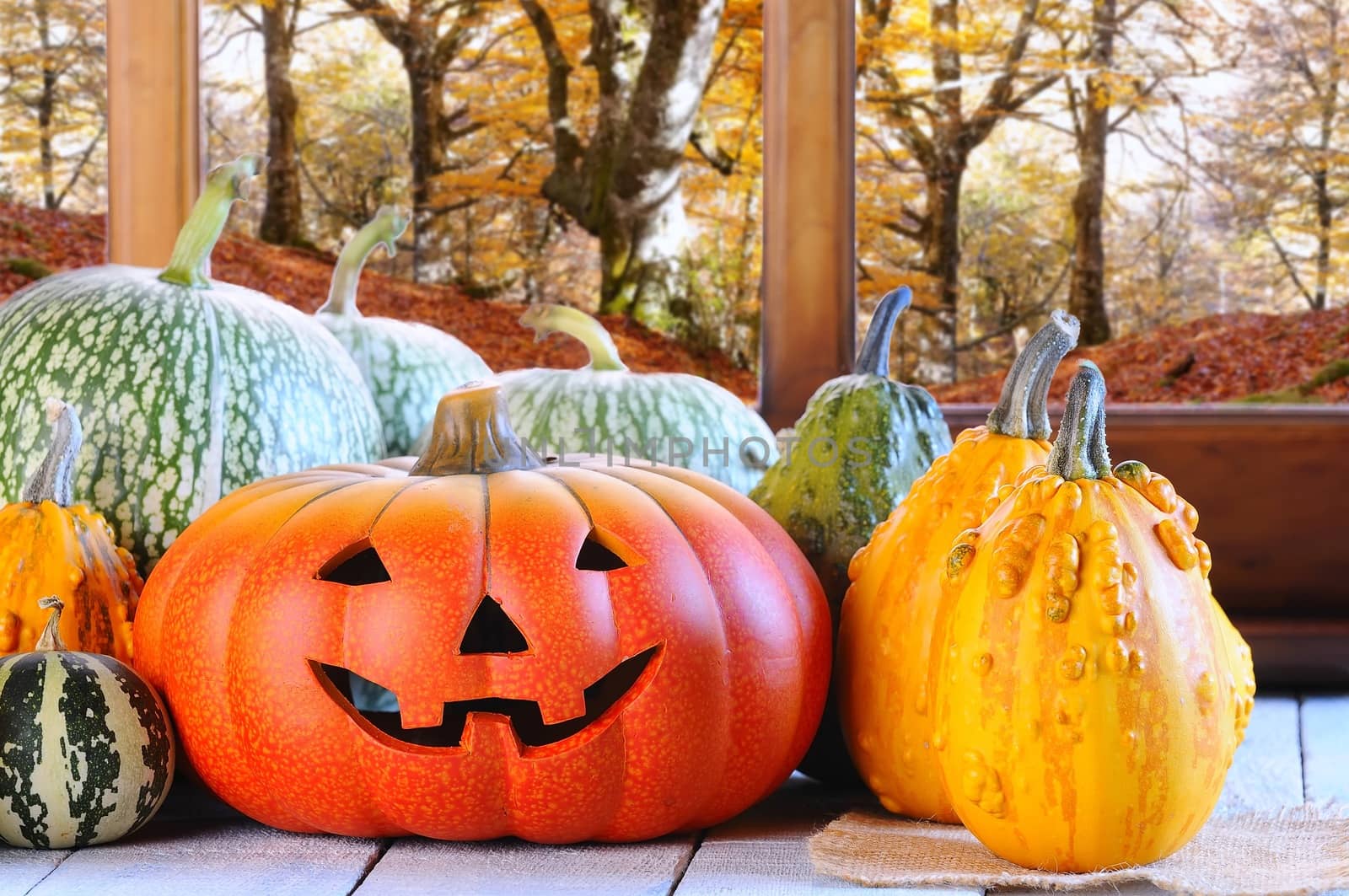 Halloween pumpkins on the table on the farm.