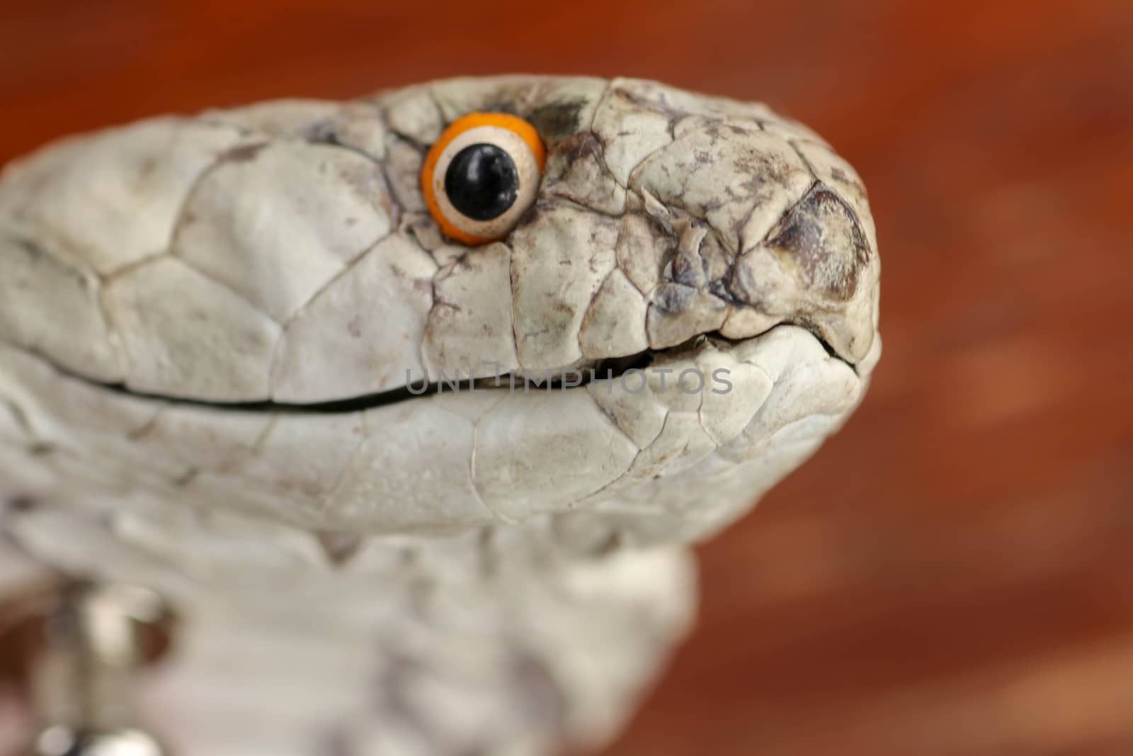 A close up head of a King Cobra. Tanned skin of Ophiophagus hannah. Belt of the most venomous snake on Bali island in Indonesia. Product from leather workshop.
