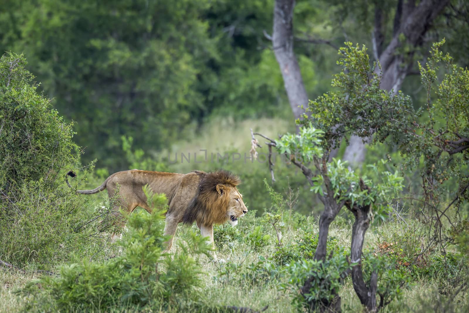 African lion male walking in green savannah in Kruger National park, South Africa ; Specie Panthera leo family of Felidae