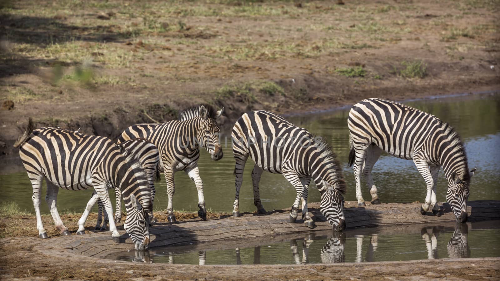 Plains zebra in Kruger National park, South Africa by PACOCOMO