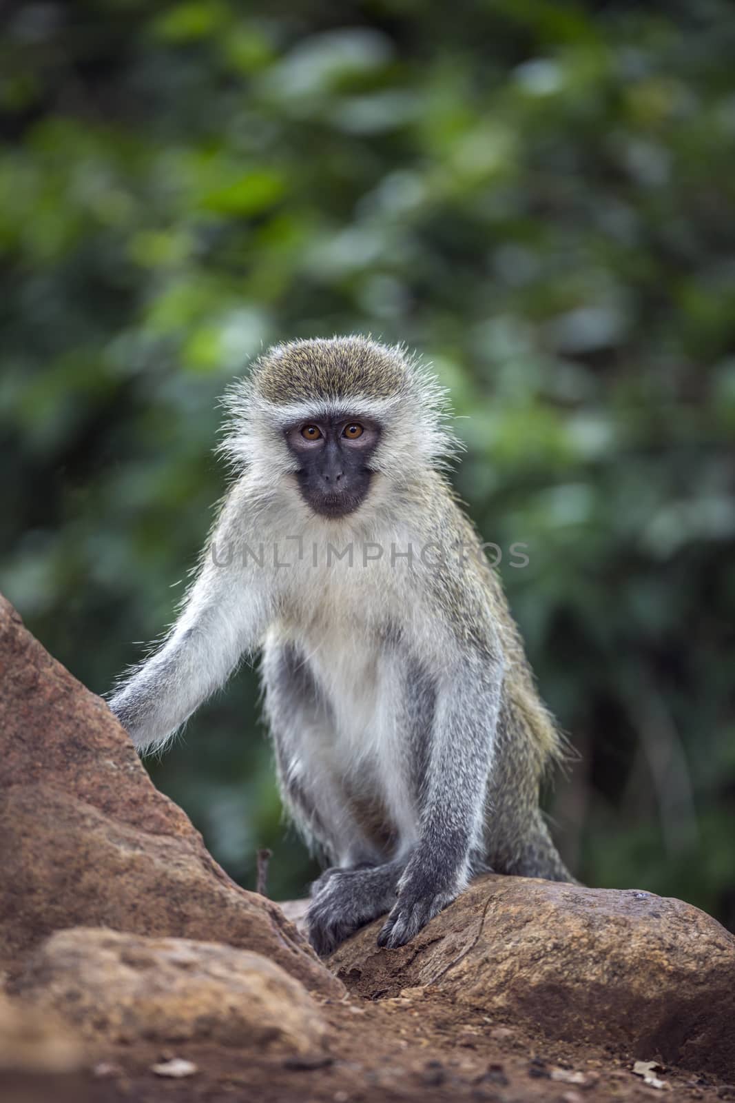 Vervet monkey standing with natural background in Kruger National park, South Africa ; Specie Chlorocebus pygerythrus family of Cercopithecidae