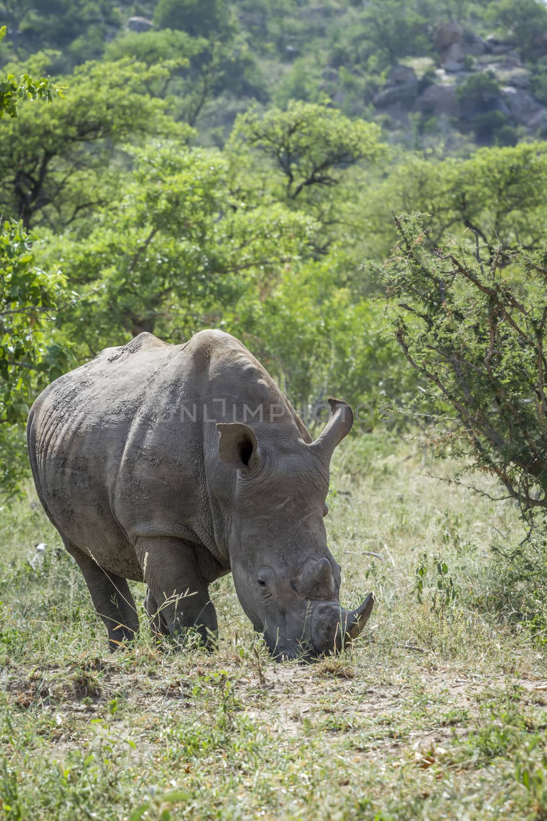 Southern white rhinoceros in Kruger National park, South Africa by PACOCOMO