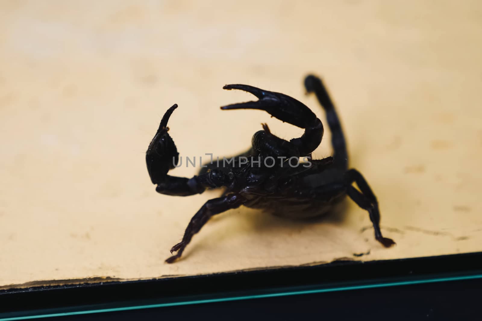 Scorpio in the terrarium. Black scorpion is a poisonous arthropod.