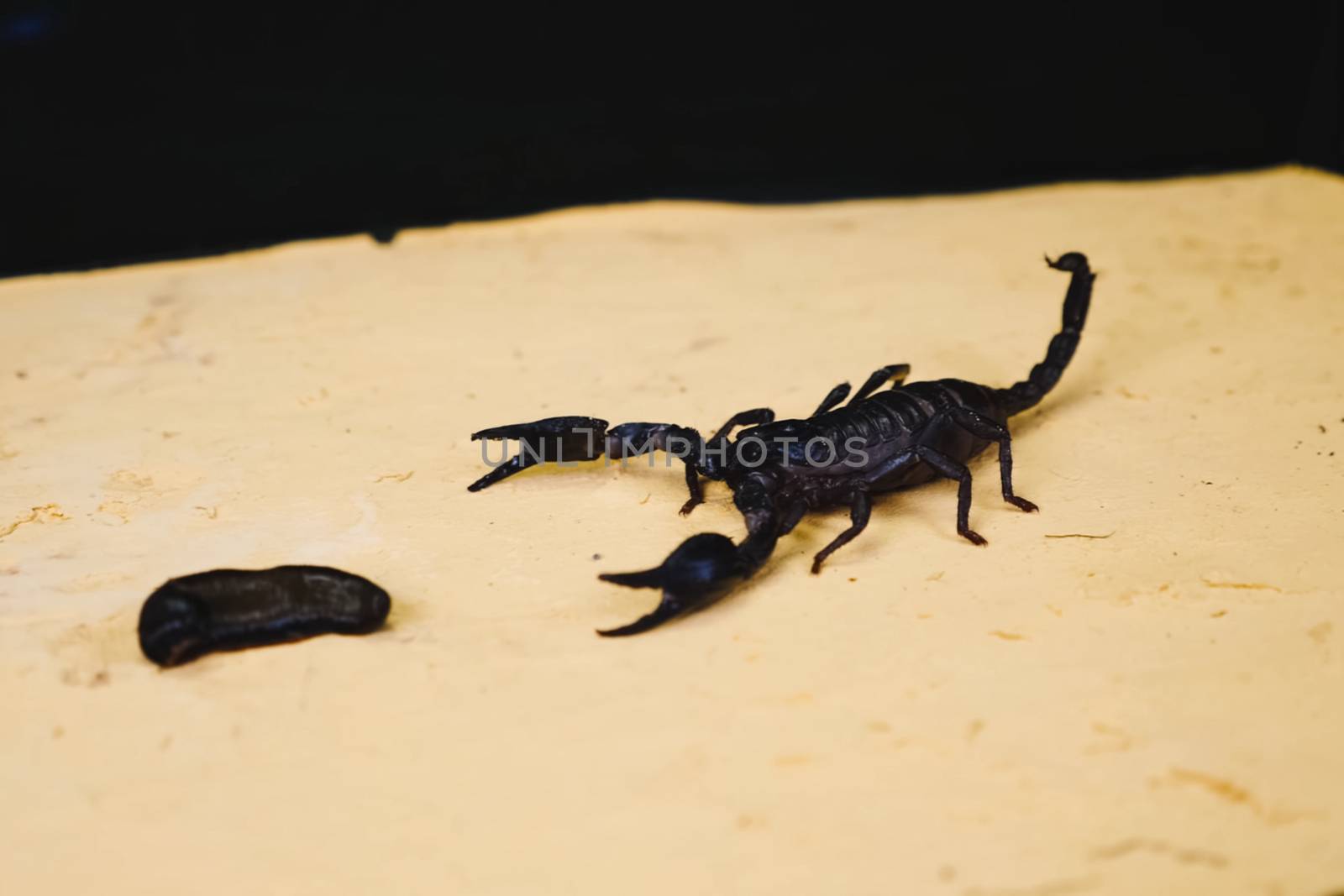 Scorpio in terrarium. Black scorpion is a poisonous arthropod. by DePo