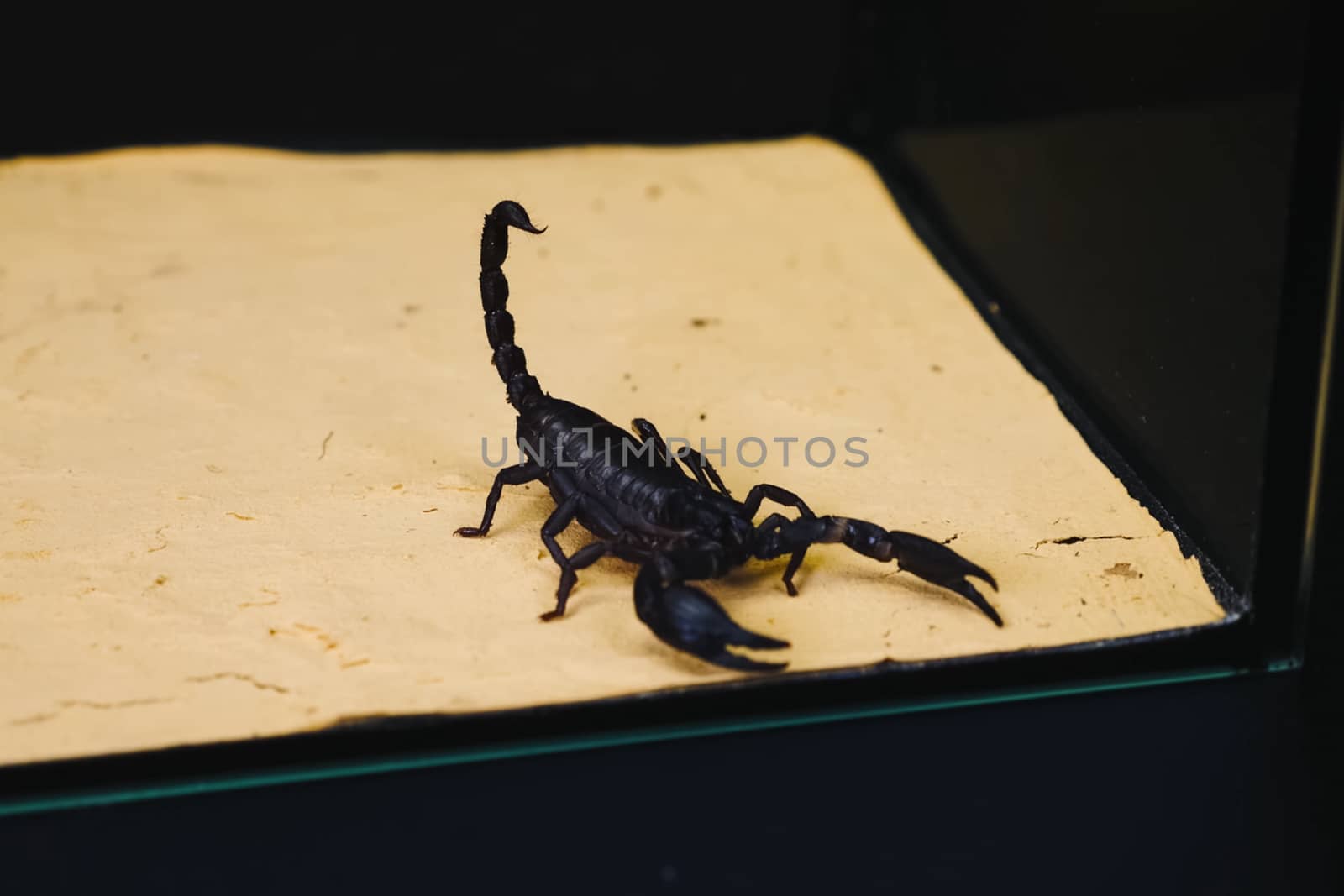 Scorpio in the terrarium. Black scorpion is a poisonous arthropod.