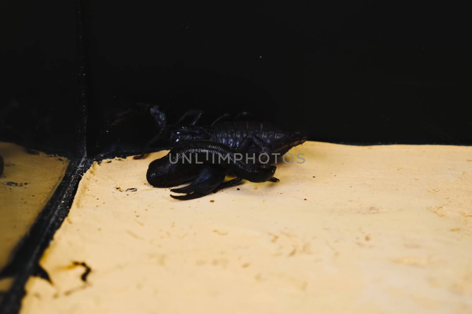 Scorpion with a leech in the terrarium. Black scorpion is a poisonous arthropod and bloodsucking leech.