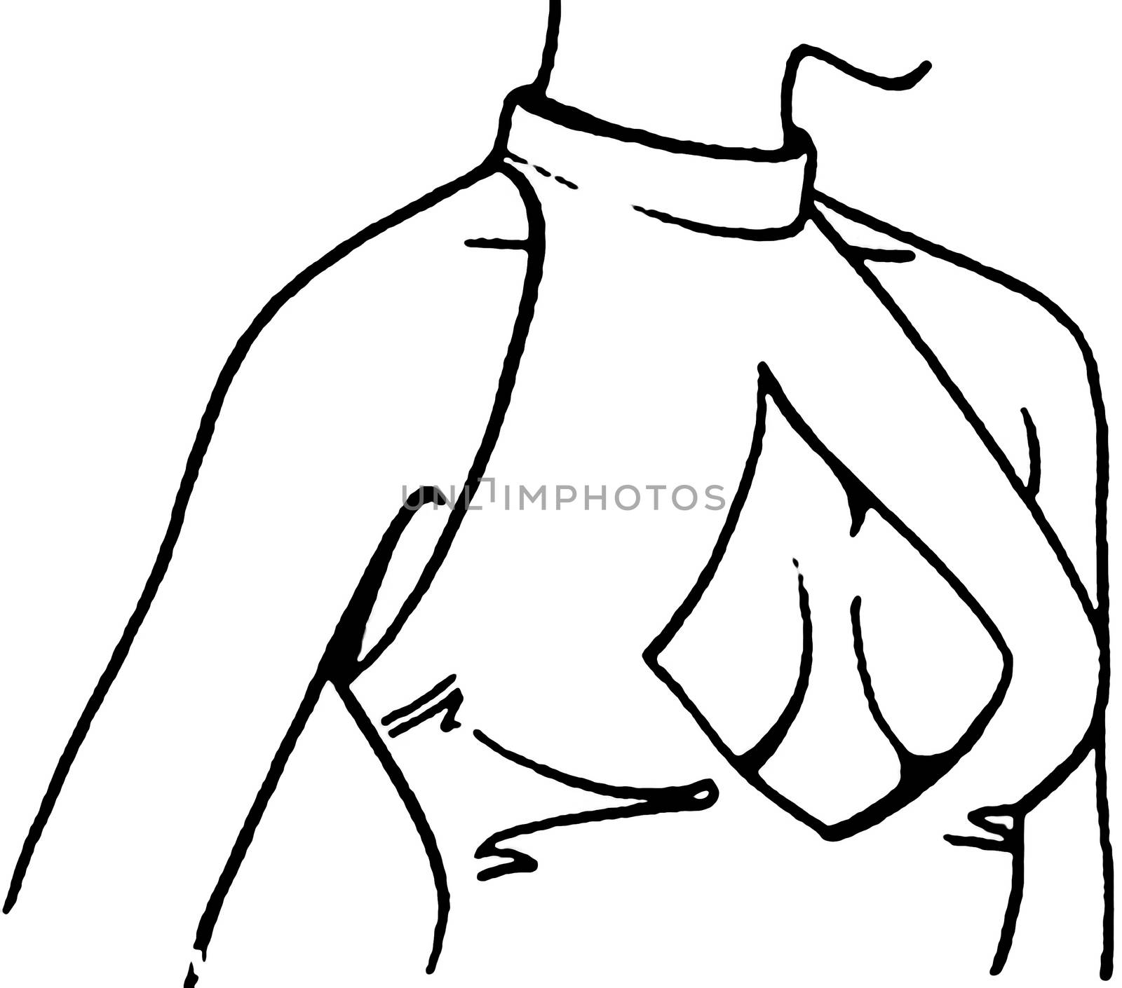 Tutorial of drawing a female body. Drawing the human body, step by step lessons. Female breast drawing tutorial. Drawing a woman's body with an emphasis on breasts.