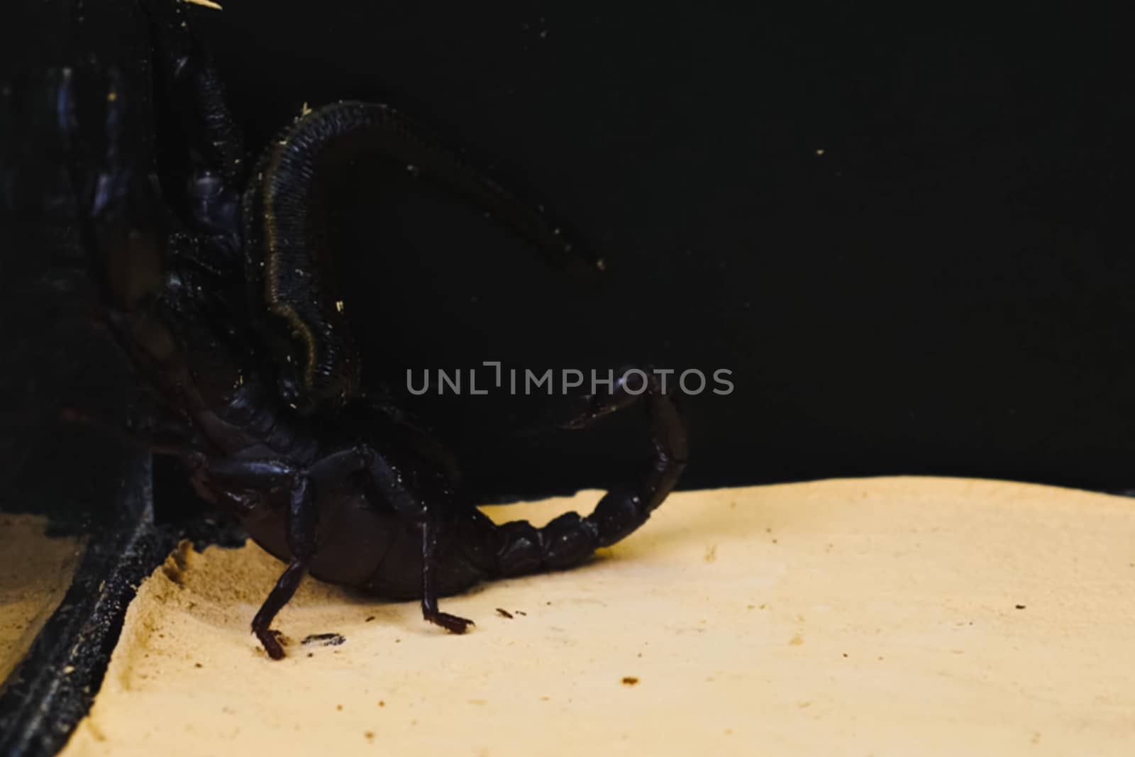 Scorpion with a leech in the terrarium. Black scorpion is a poisonous arthropod and bloodsucking leech.
