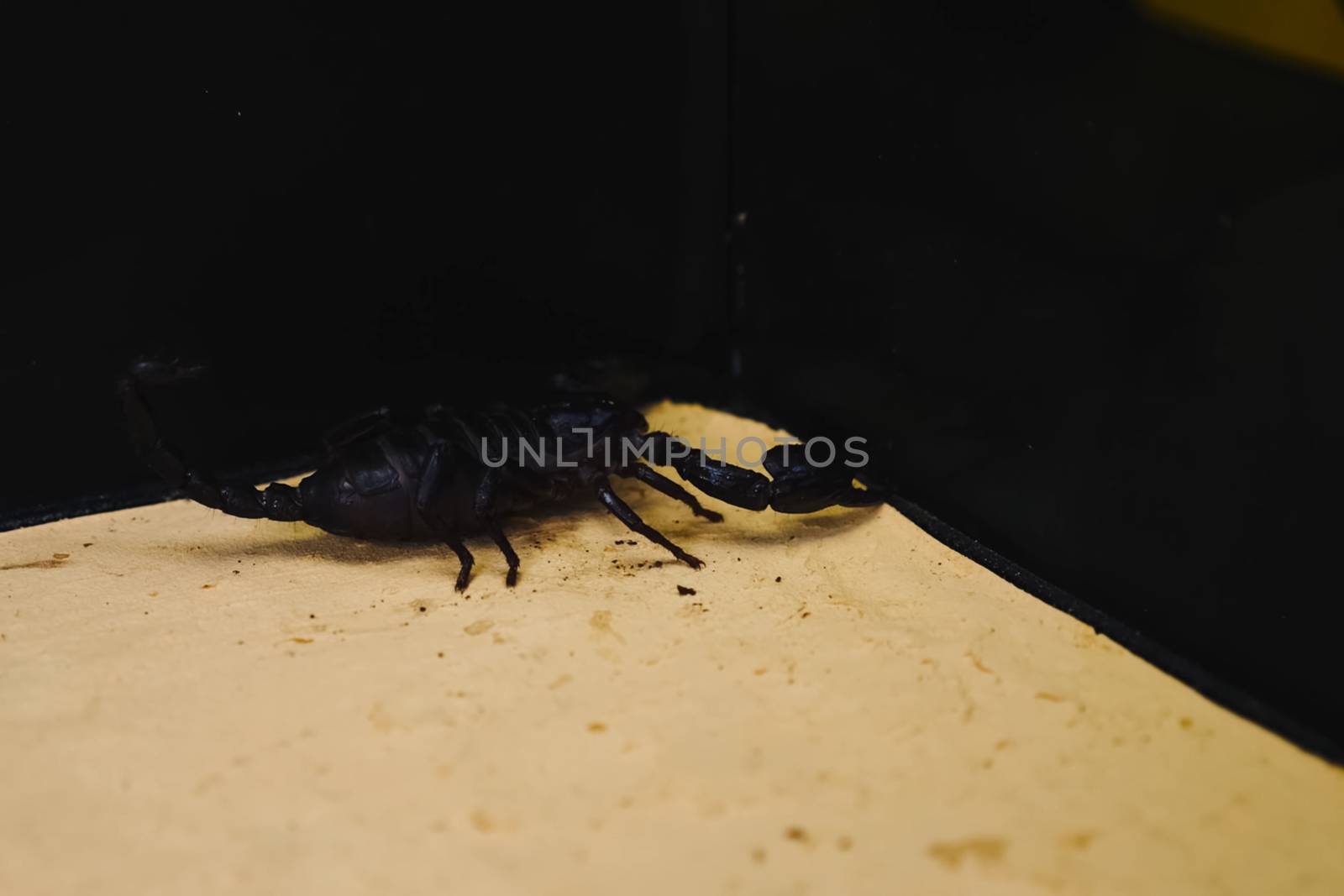 Scorpion with a leech in the terrarium. Black scorpion is a poisonous arthropod and bloodsucking leech.