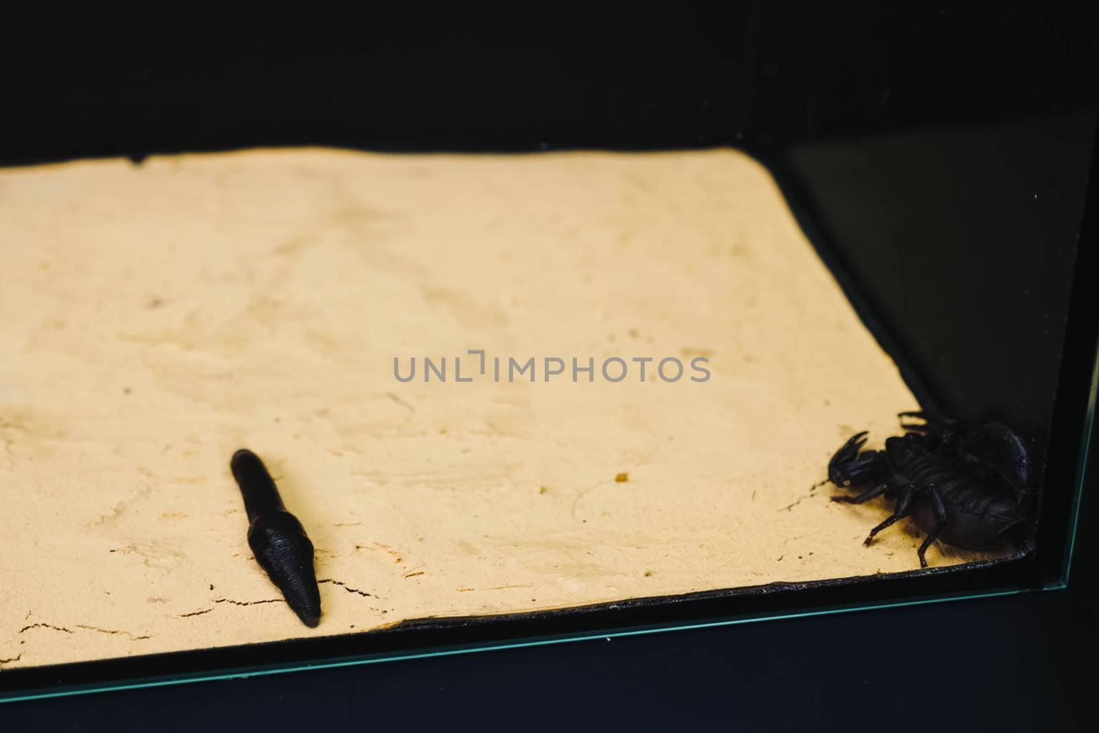 Scorpion with a leech in terrarium. Black scorpion is a poisonous arthropod and bloodsucking leech. by DePo