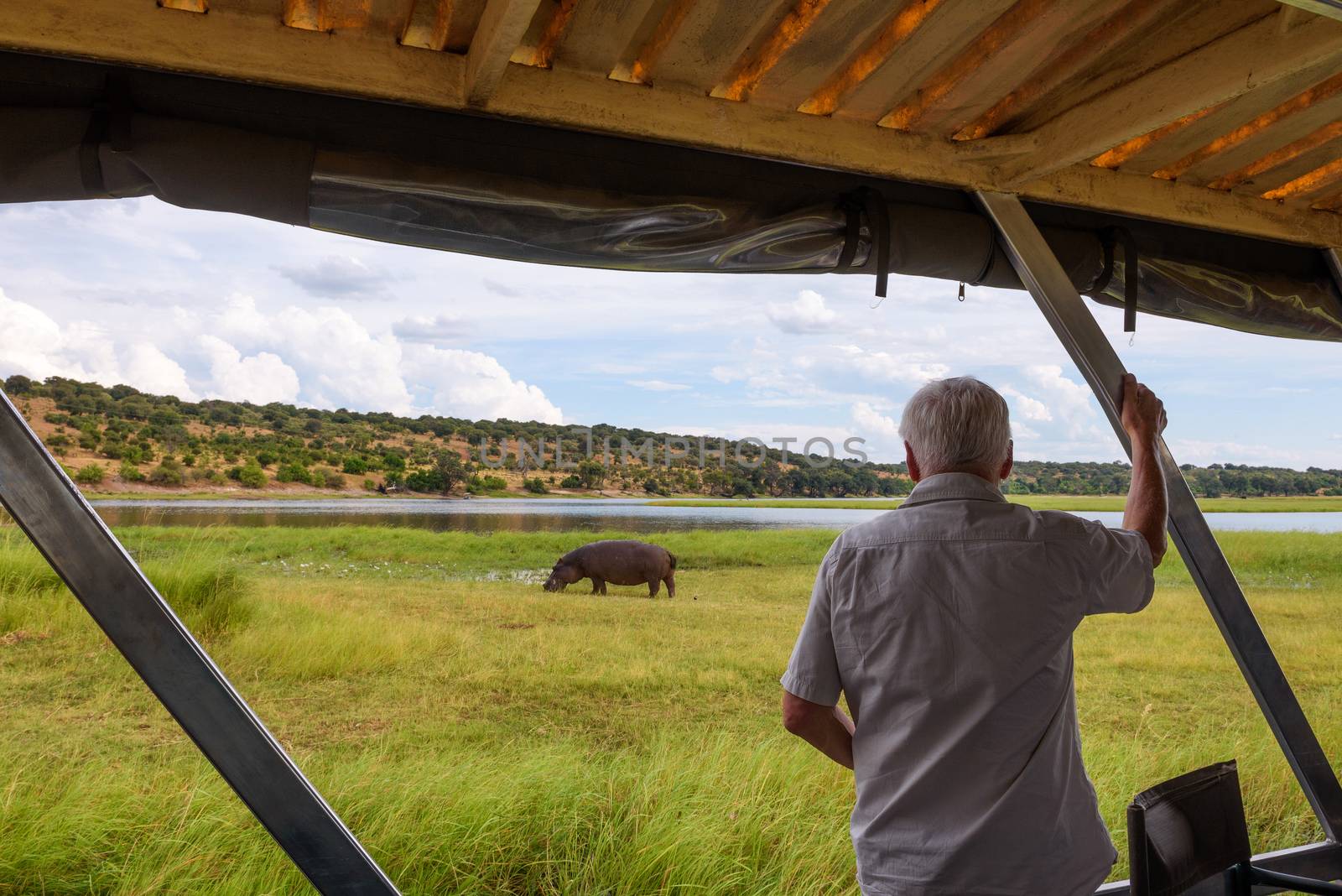 Chobe National Park, Botswana - April 7, 2019 : Tourist observes a hippo in its natural habitat along the riverside of Chobe River in Chobe National Park, Botswana.