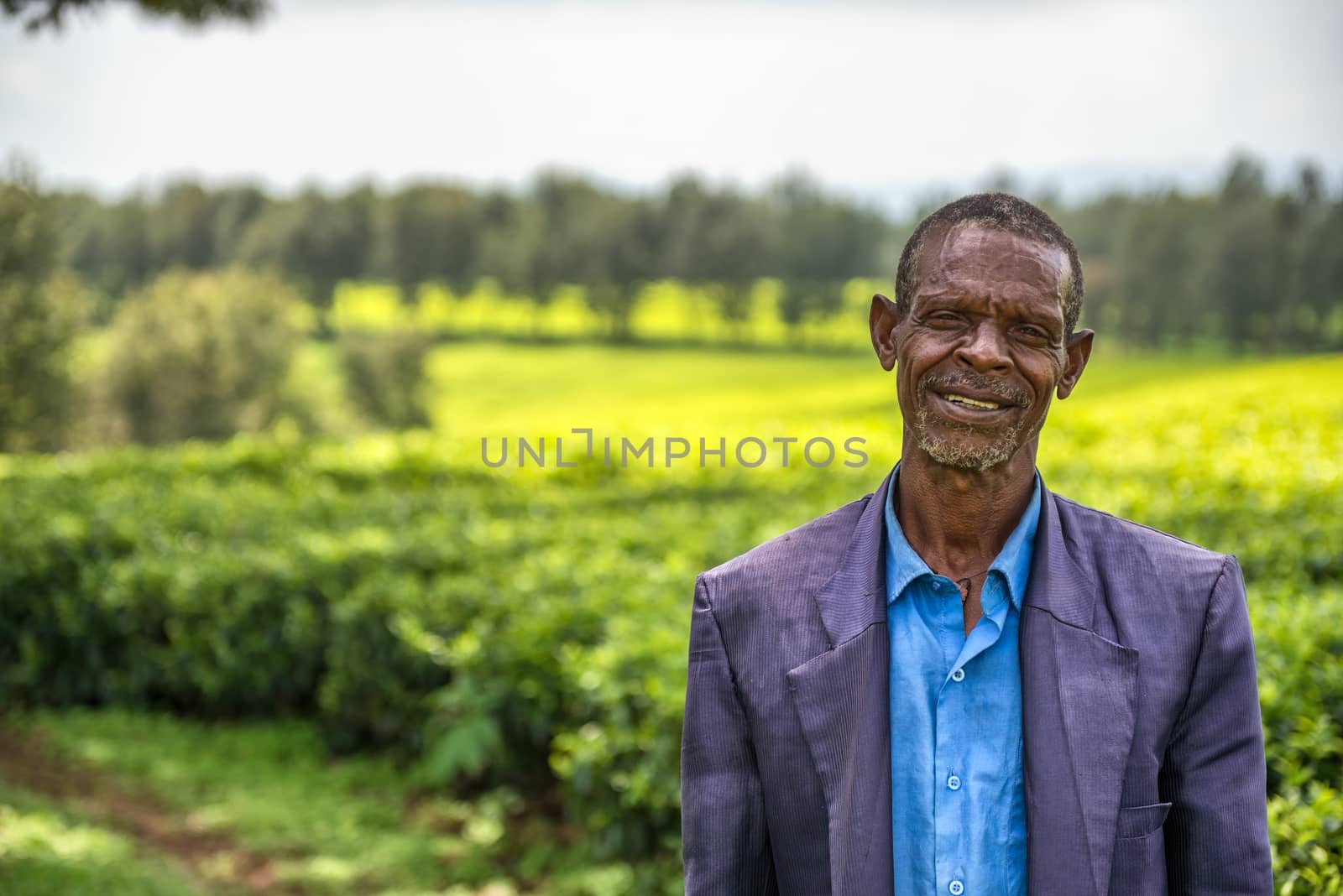 Ethiopian farmer on a tea plantation near Jimma, Ethiopia by nickfox