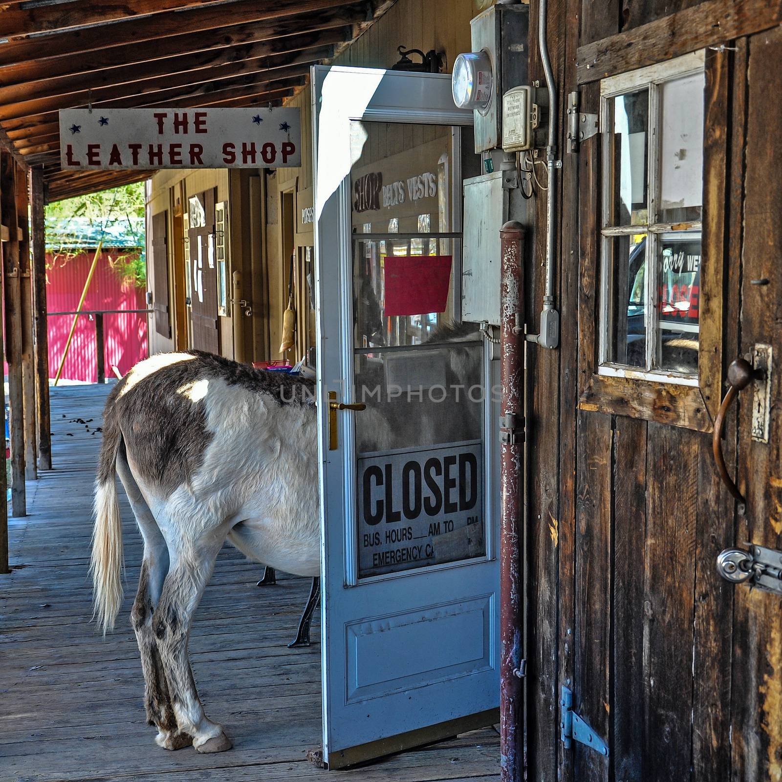 OATMAN, ARIZONA, USA - MAY 14, 20017: Stubborn Donkey in a Shop Door on historic Route 66 in Oatman, Arizona