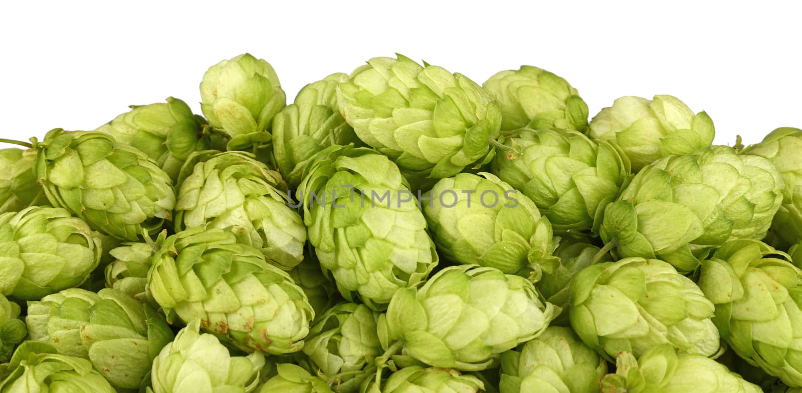 Close up heap of fresh green hops isolated by BreakingTheWalls