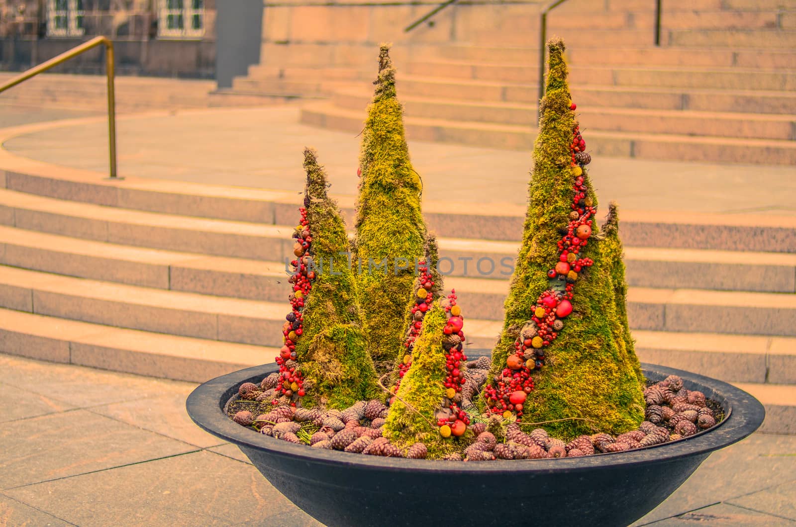 Decorative spruce trees with cones in the bowl