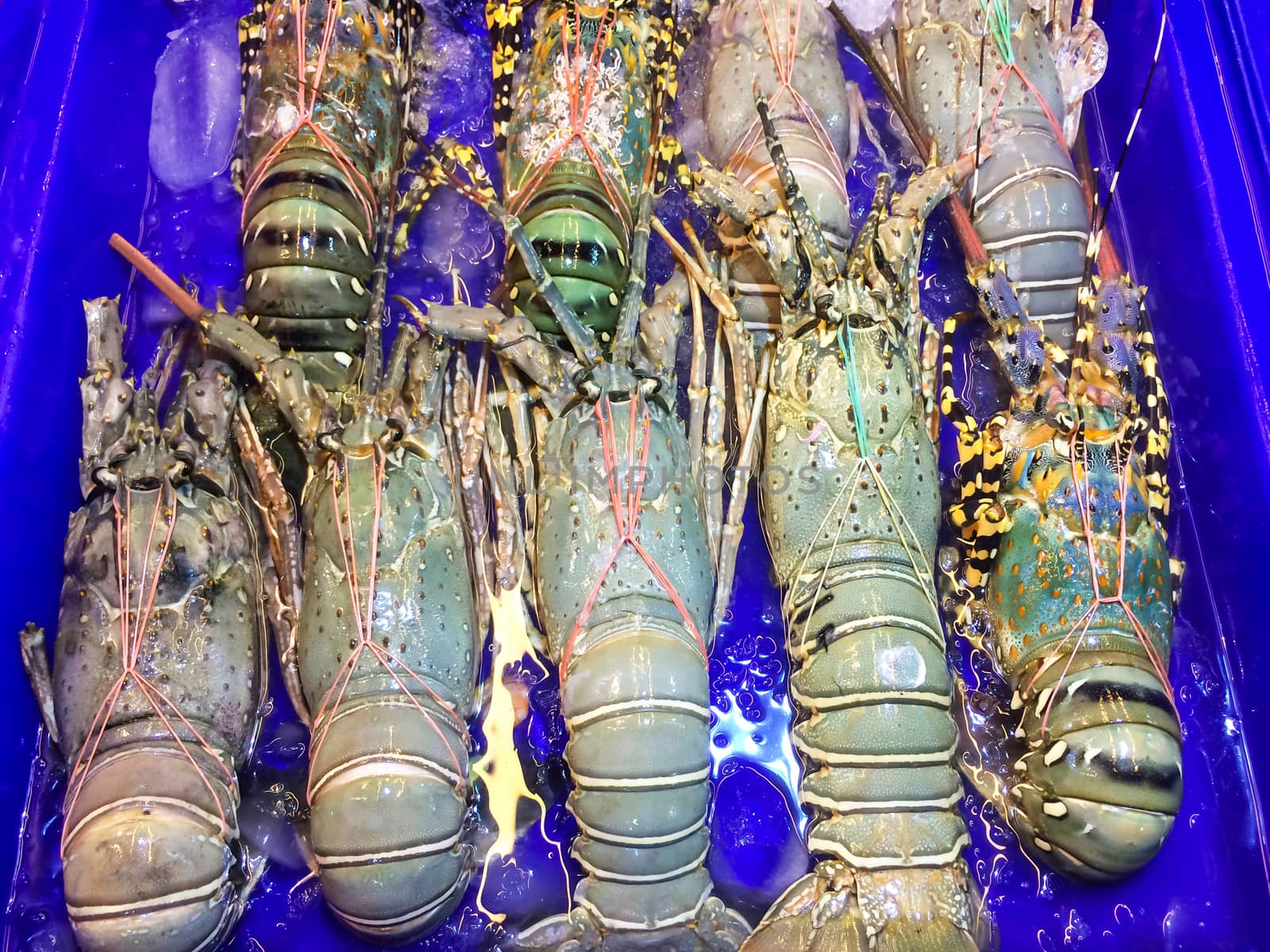 Lobster large size on a tray and container blue with water in market and is popular of tourist for select buy seafood.