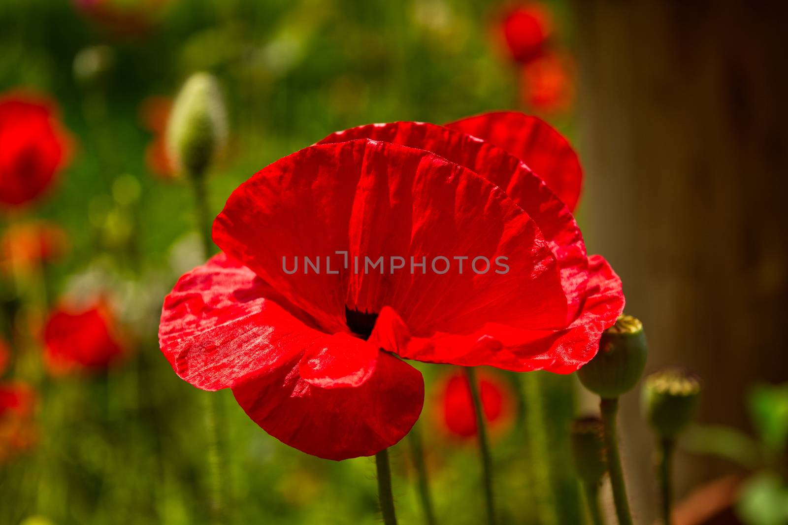 Close-up photo of single red Poppy flower, bright image of poppy flower