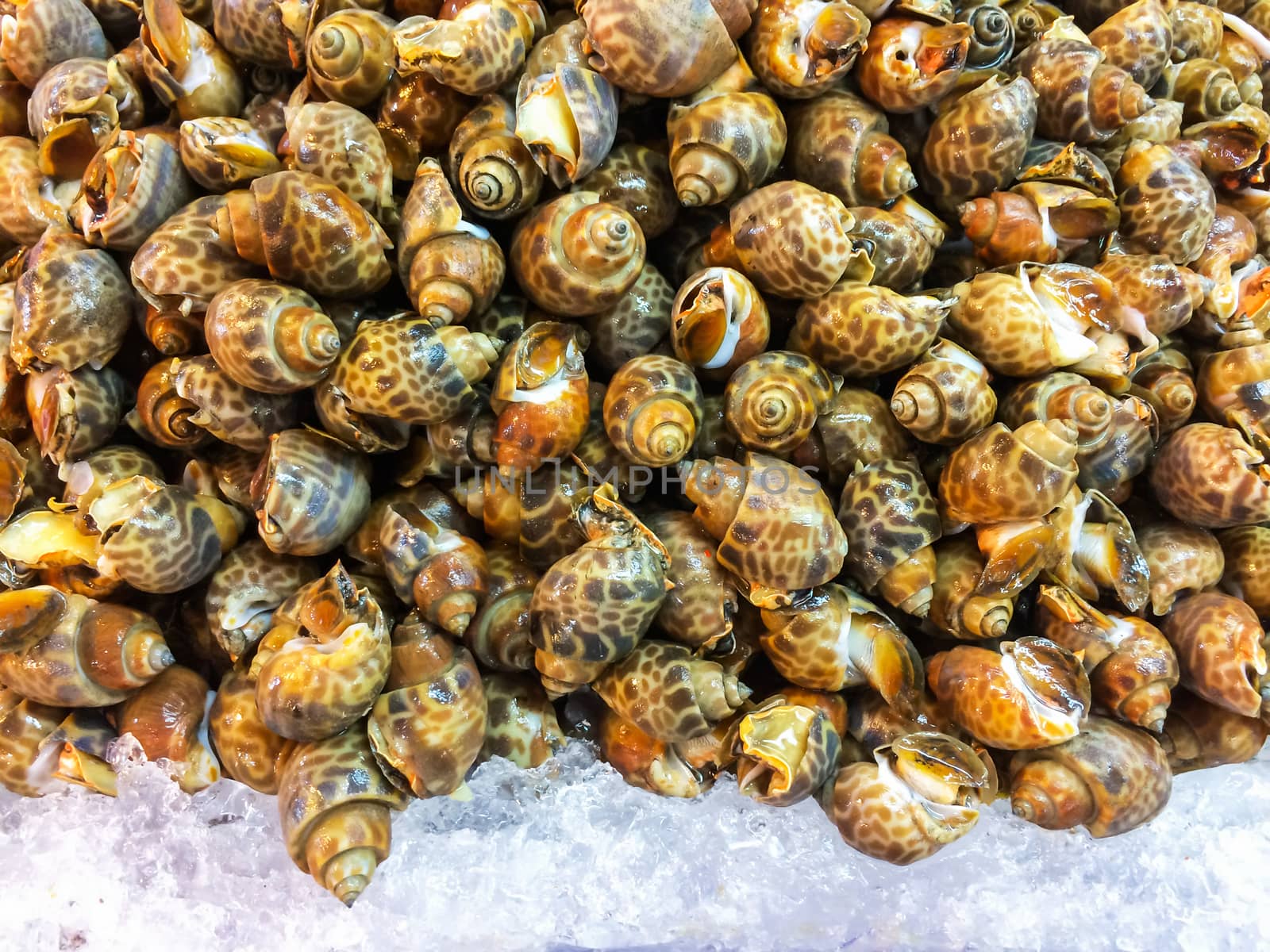Fresh Spotted Babylon on a tray and container with ice on shell in market and is popular of tourist for select buy seafood. by prapstock