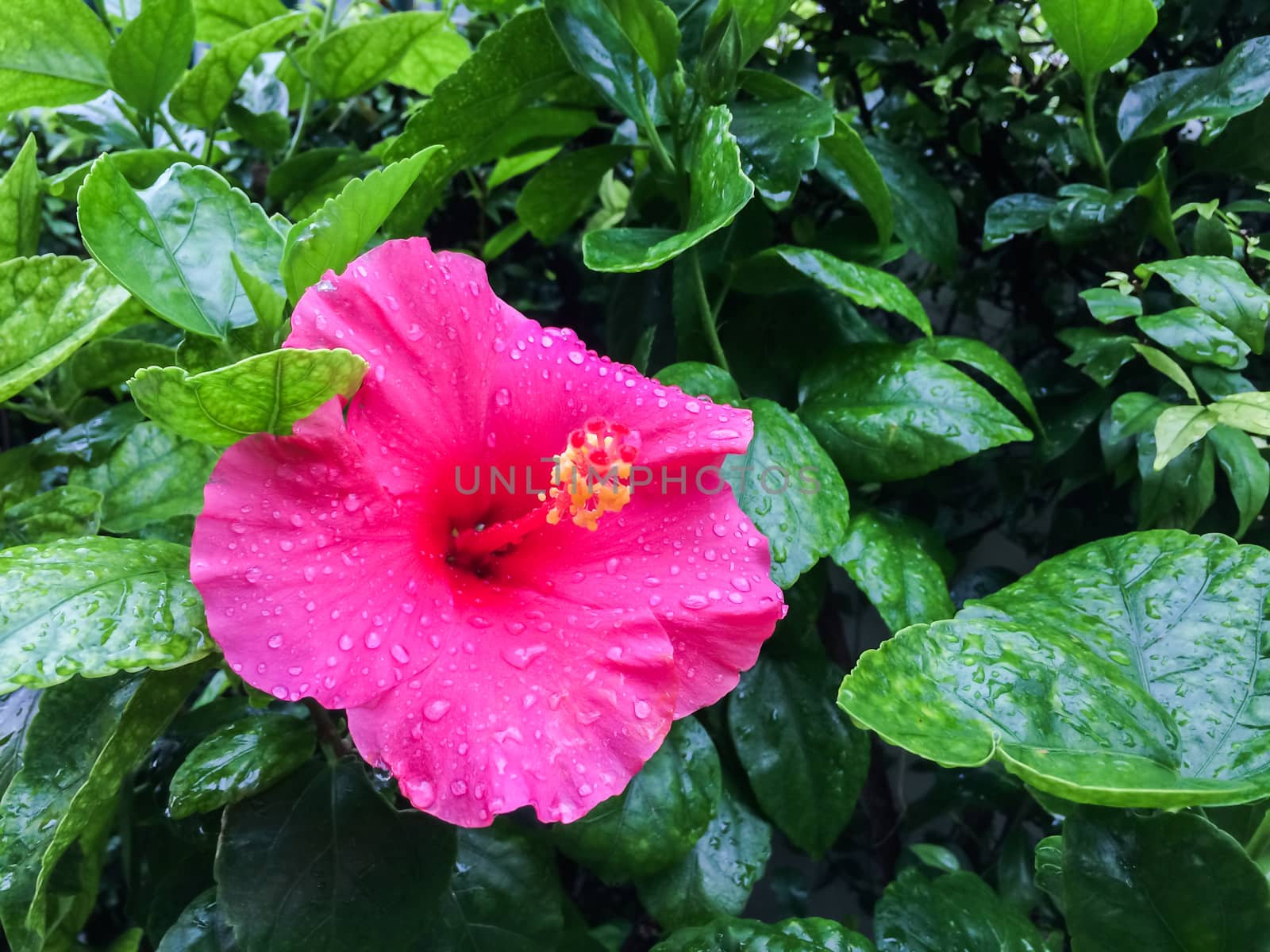 Pink Hibiscus flower is blossom on green leaf color background which has a drop of water on the petals.