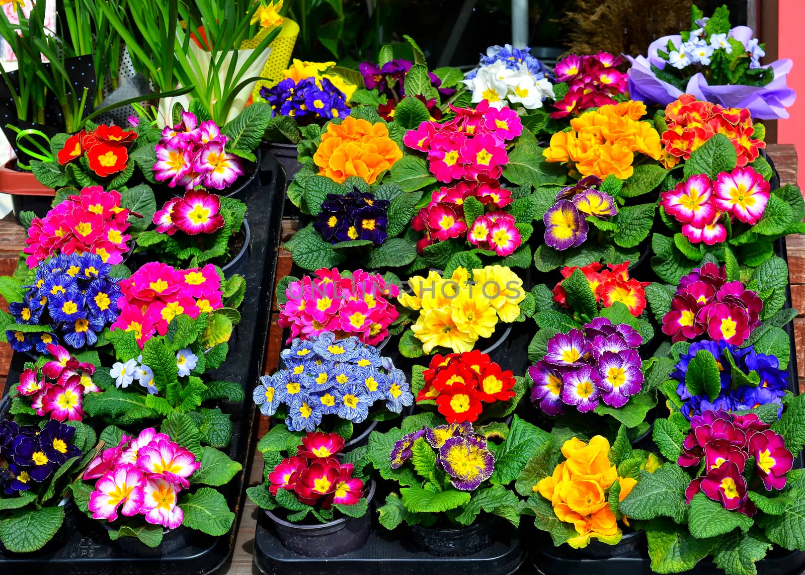 Flower’s market, colorful stand of spring flowers in a pot