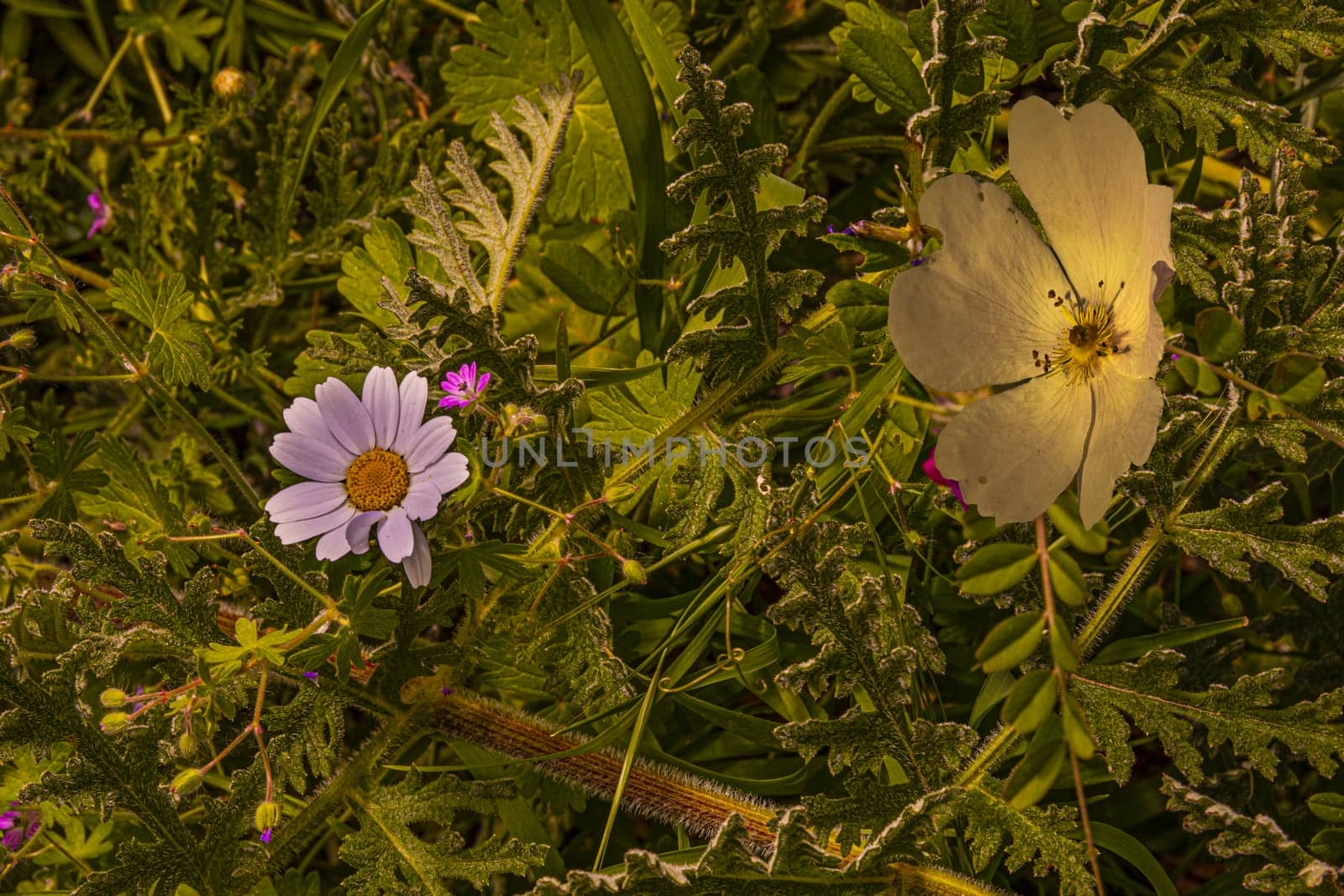 Colorful background of wild flowers and plants in dim light.