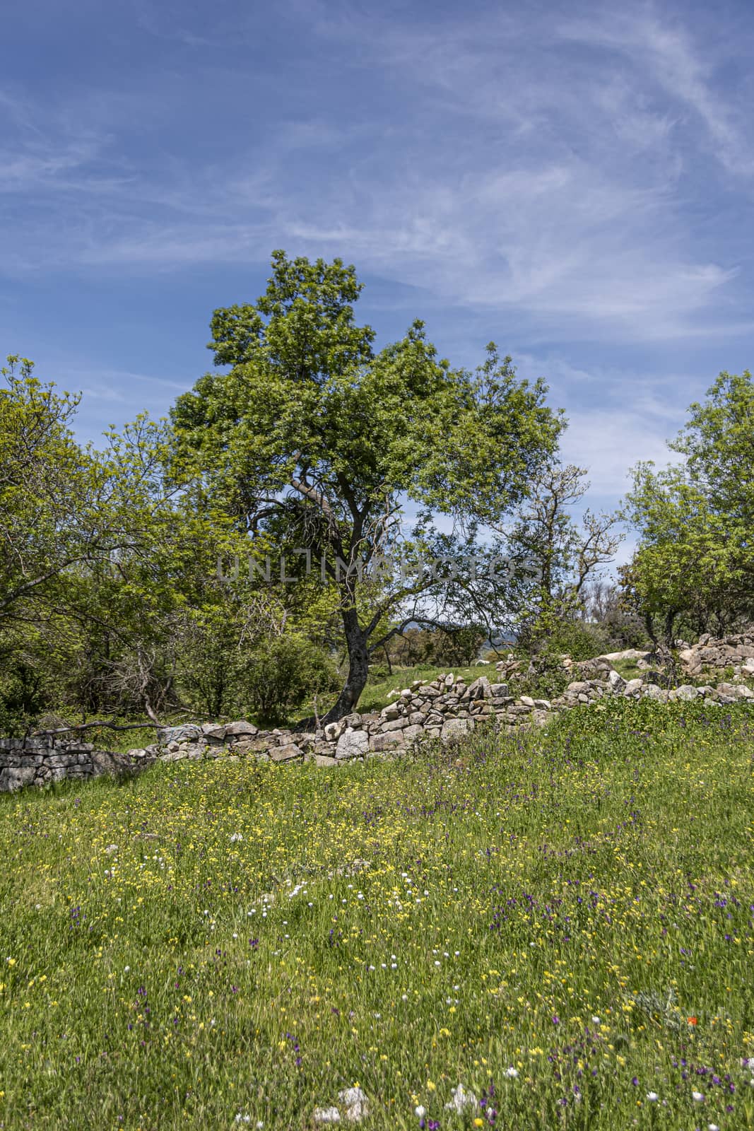 Country landscape on a summer day in the Sierra de Guadarrama. madrid spain