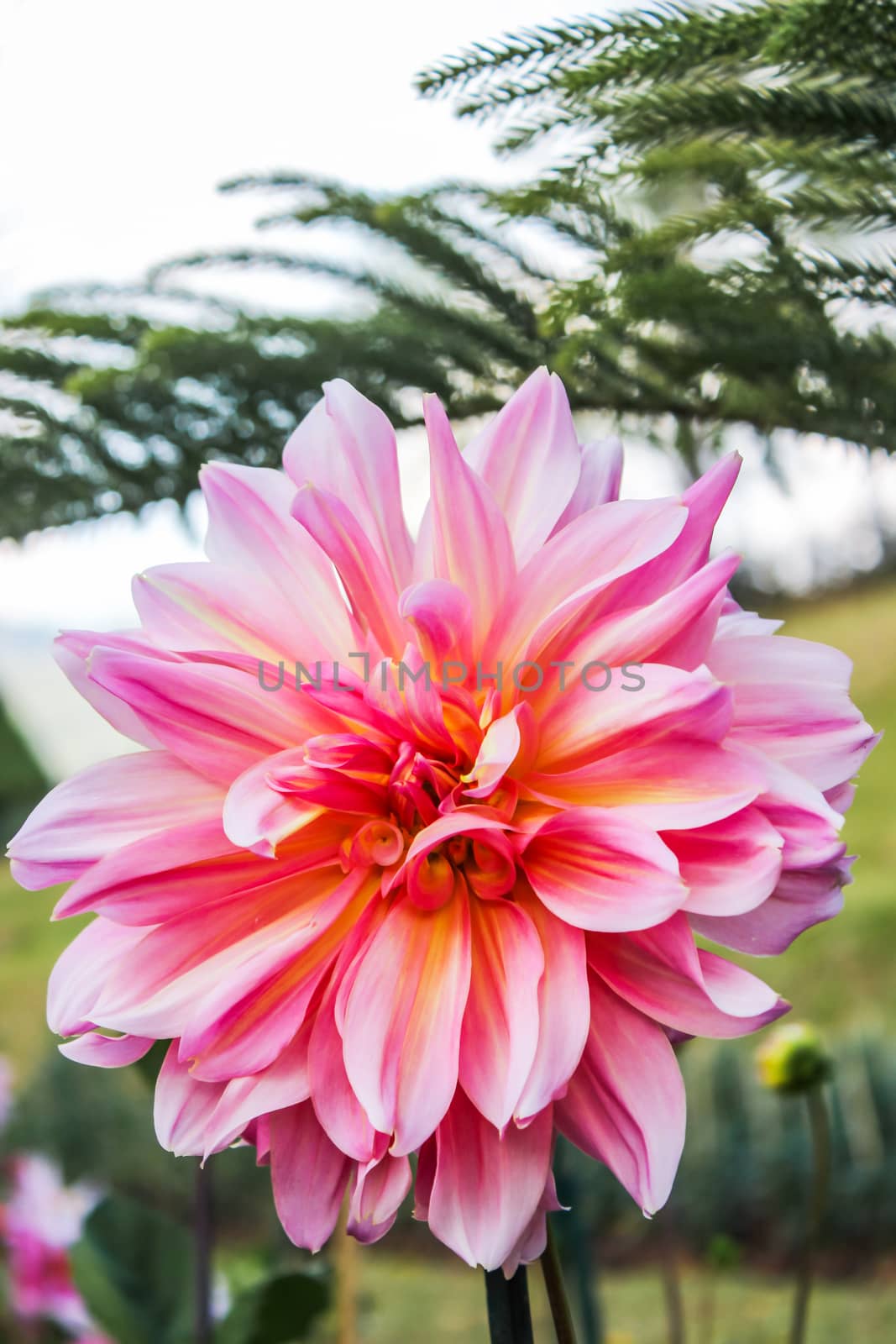 Pink dahlia in autumn flower in botanical garden with green leaves is background. by prapstock