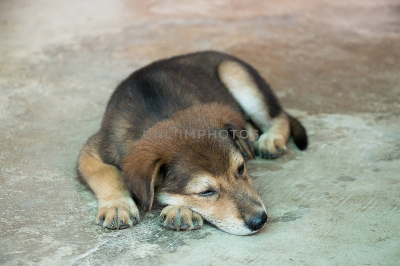 Brown white hybrid dog lying down on concrete floor