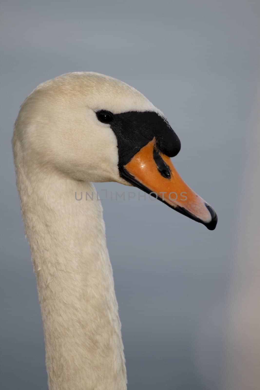 Swan in sundown - Cygnini